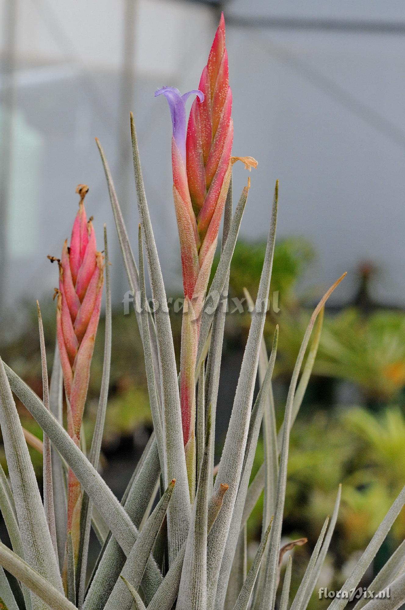 Tillandsia sp.