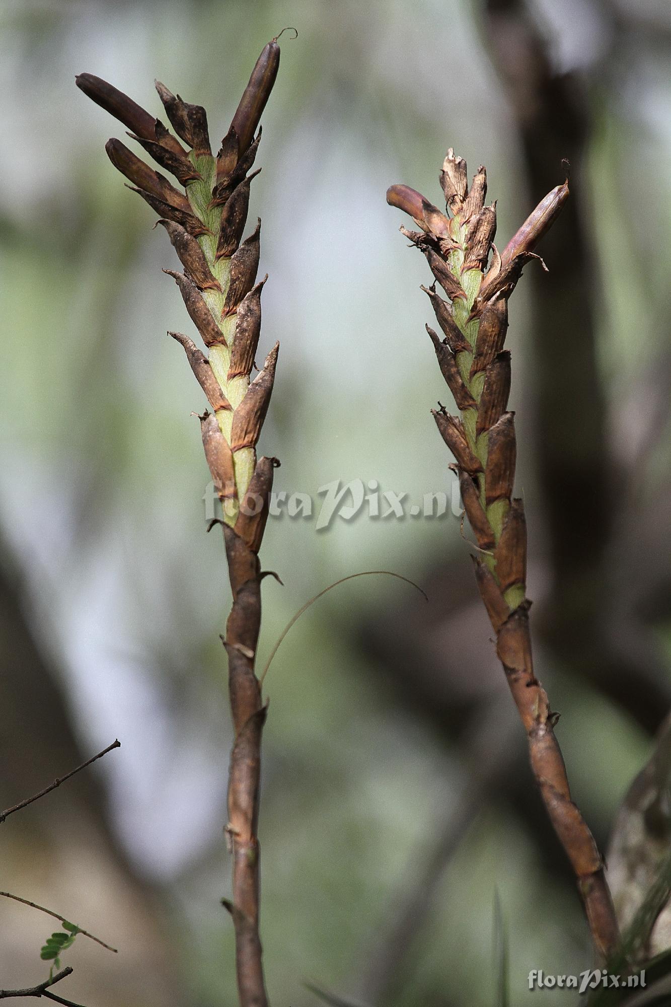 Vriesea barclayana