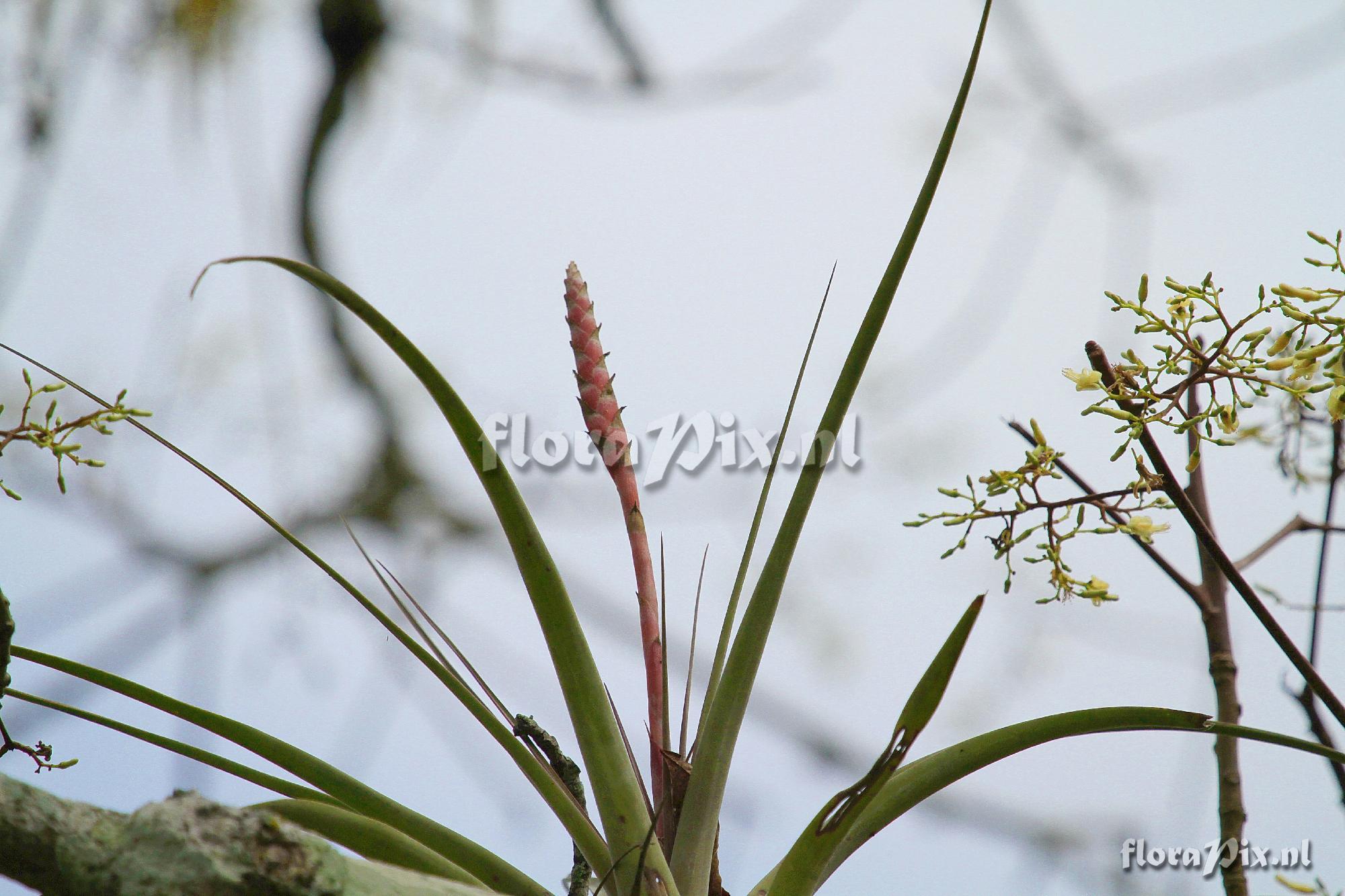 Vriesea barclayana