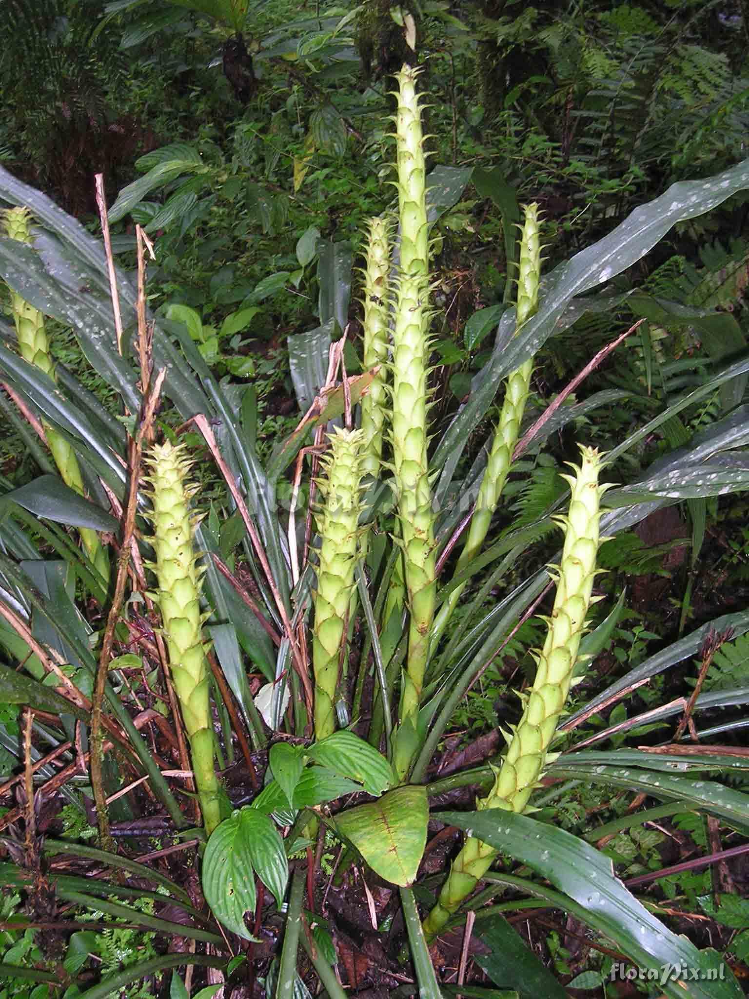 Pitcairnia atrorubens var. pallidobracteata