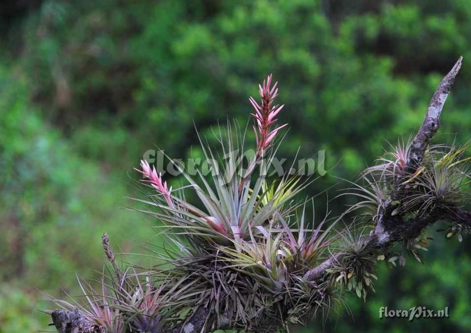 Tillandsia appenii