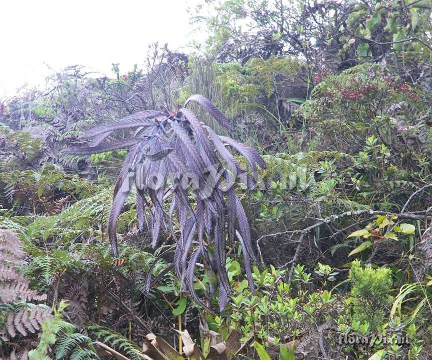 Tillandsia loxensis