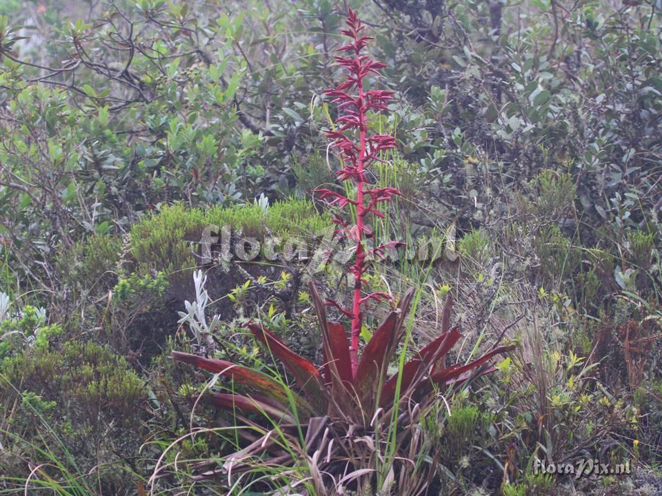 Tillandsia tovarensis