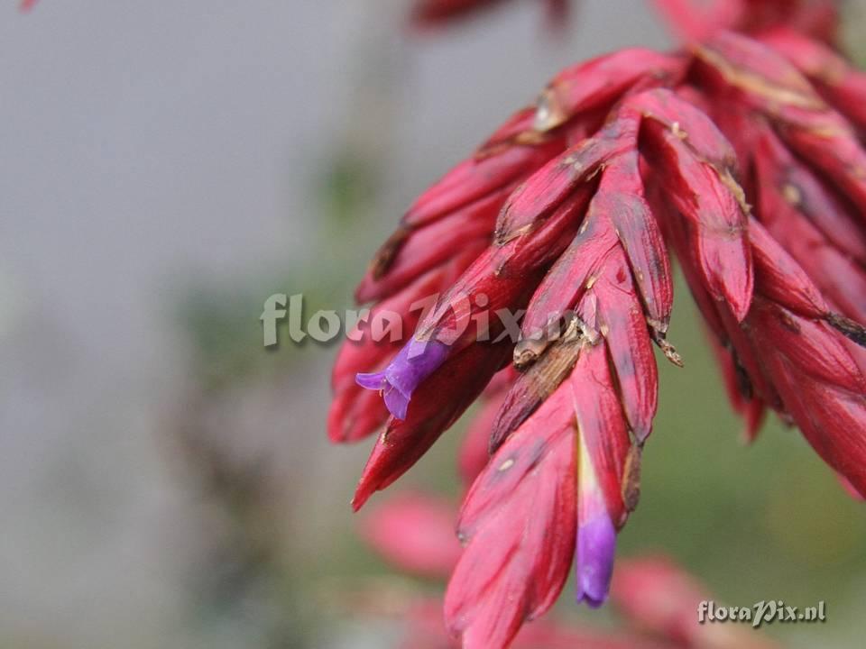 Tillandsia tovarensis