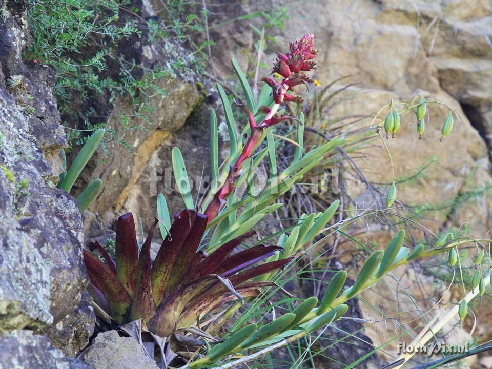 Tillandsia coinaensis