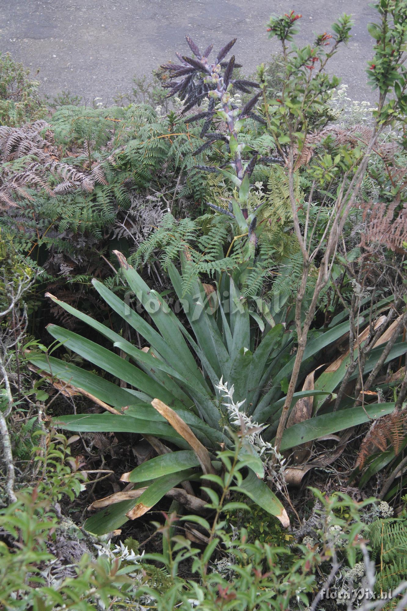 Tillandsia loxensis