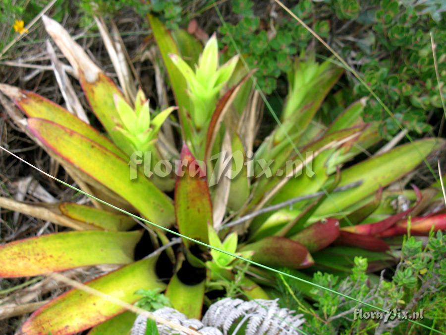 Tillandsia pyramidata var. vivipara