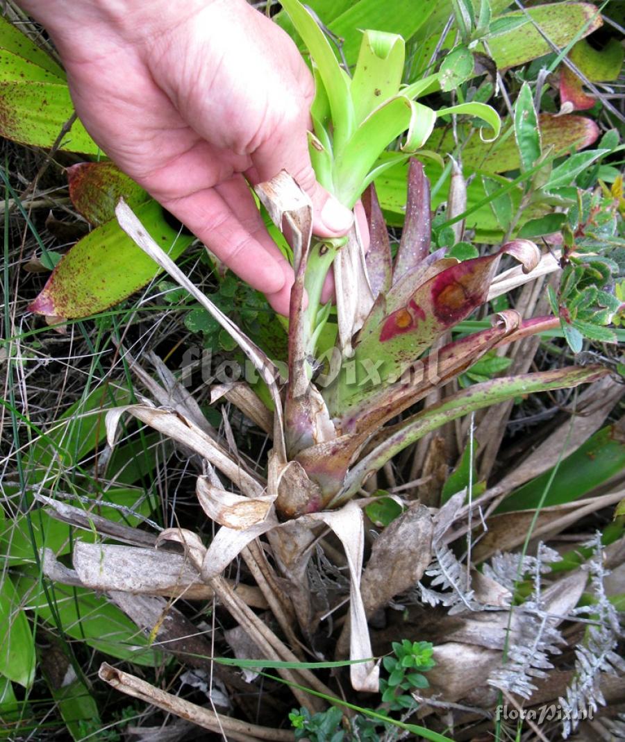 Tillandsia pyramidata var. vivipara