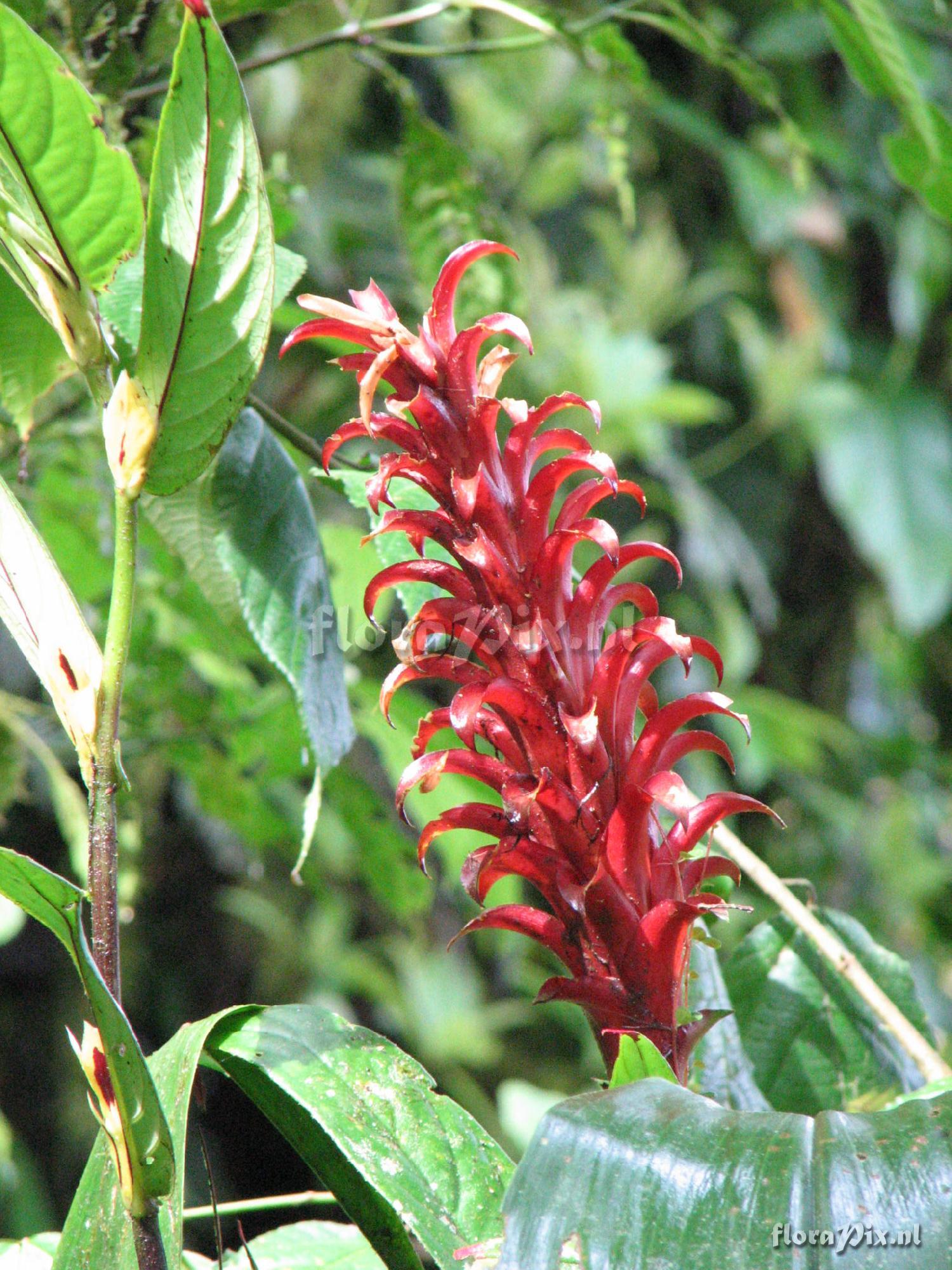 Pitcairnia nigra