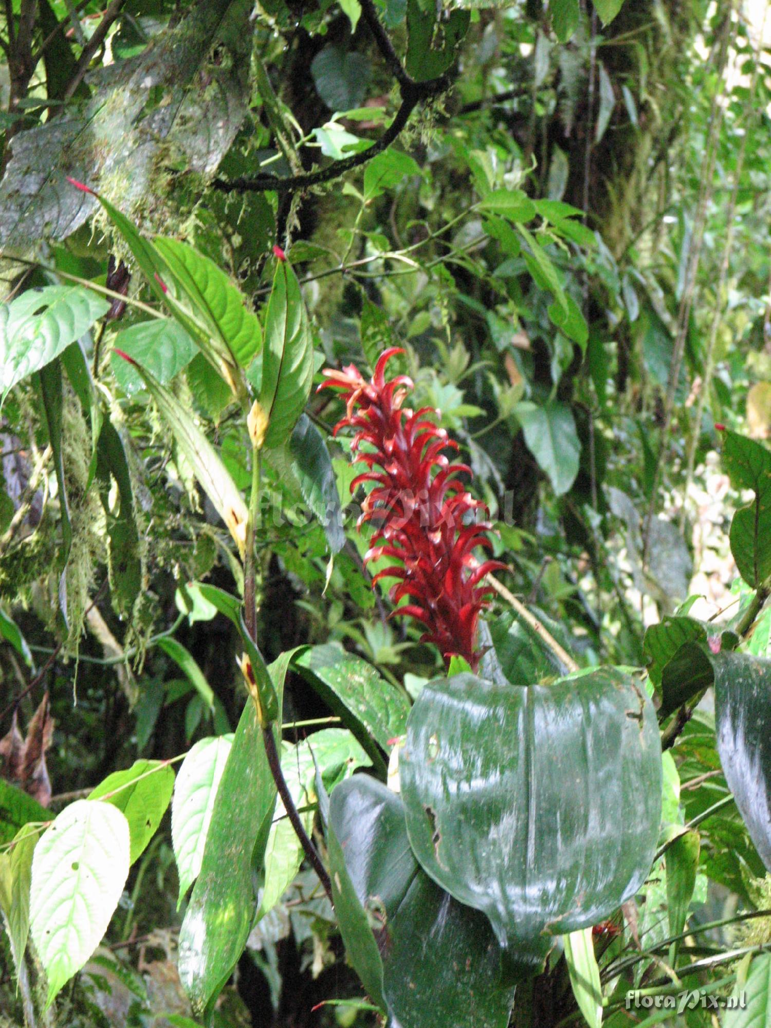 Pitcairnia nigra