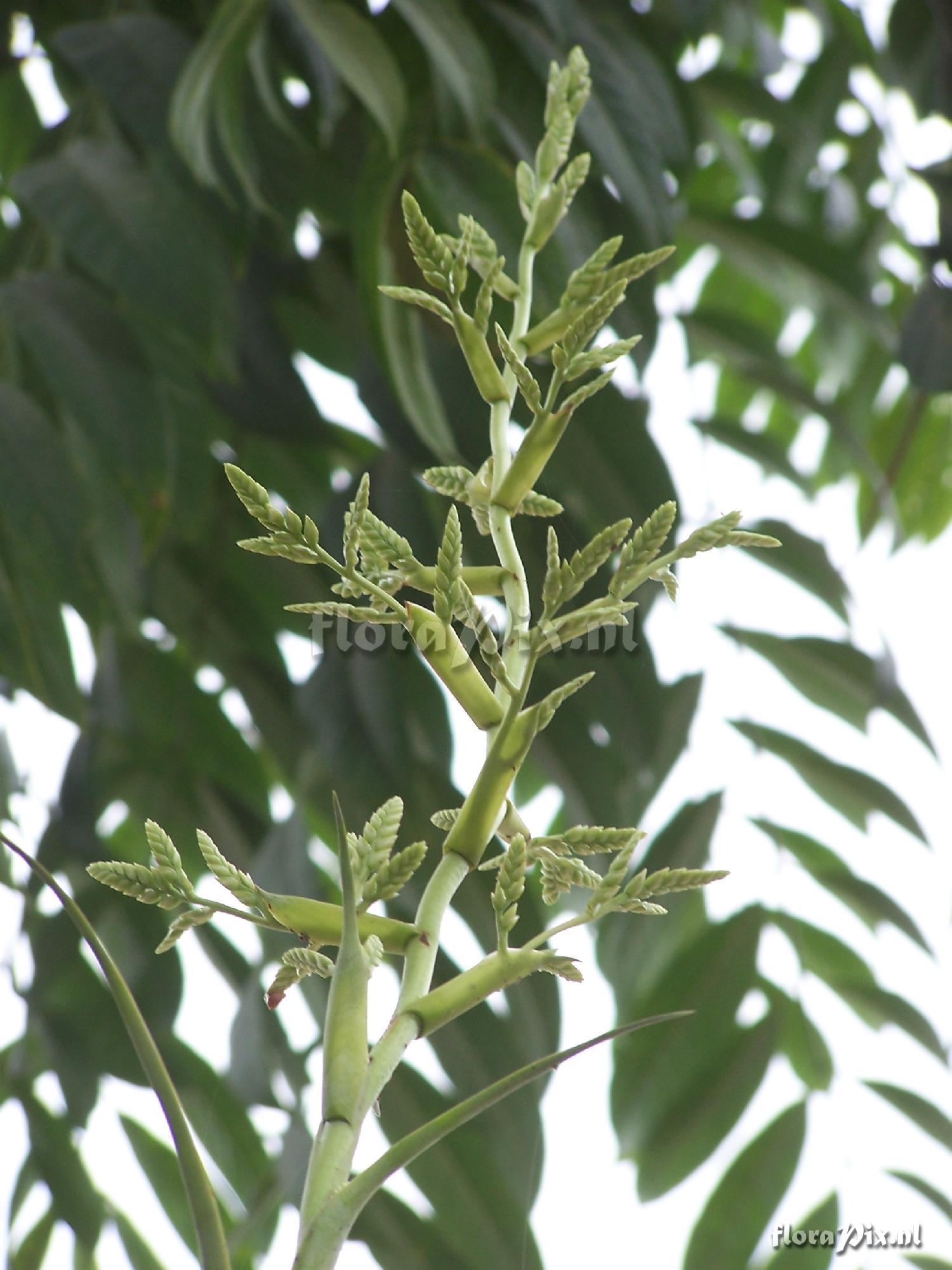 Racinaea multiflora 