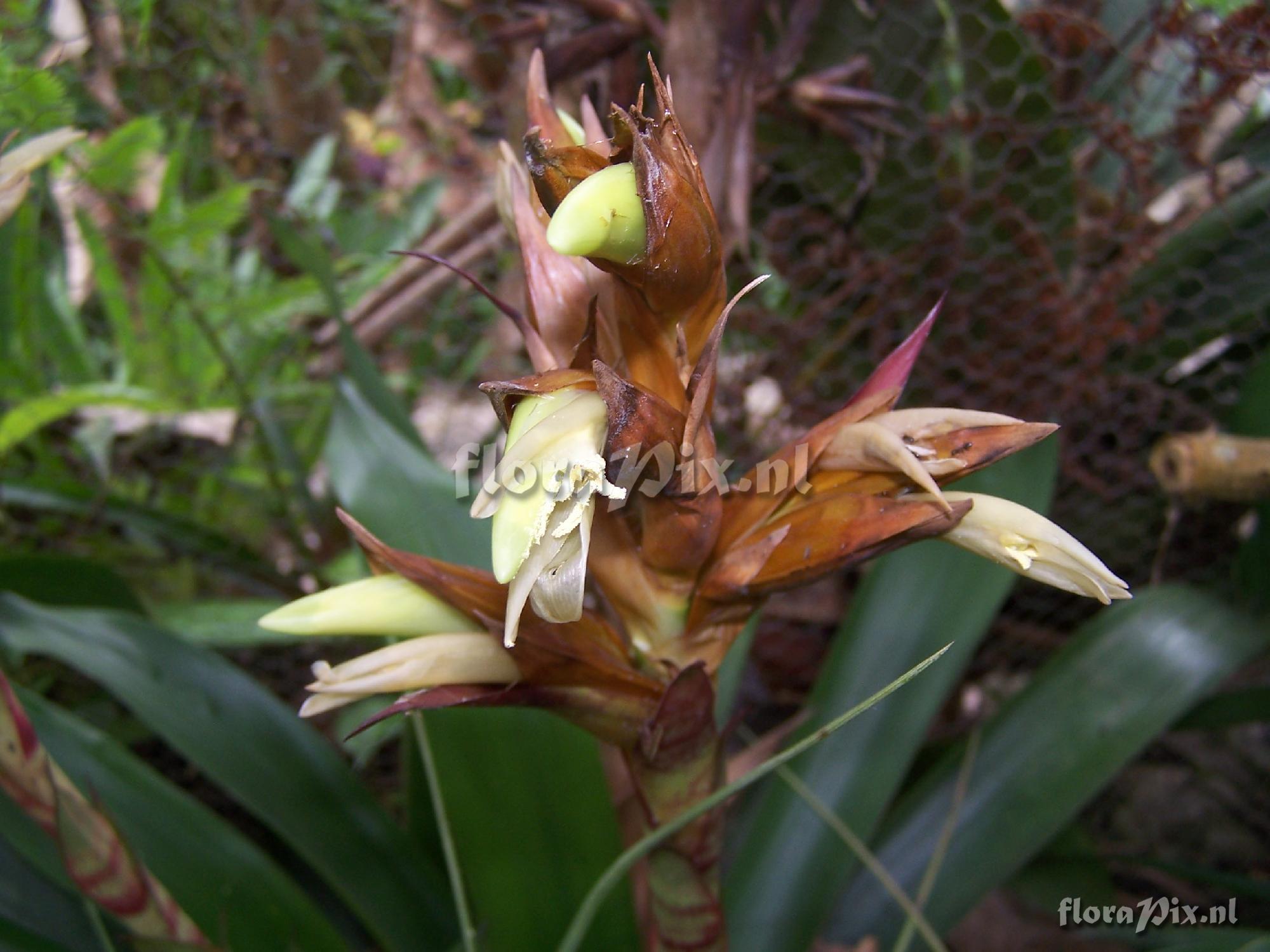 Werauhia ringens?