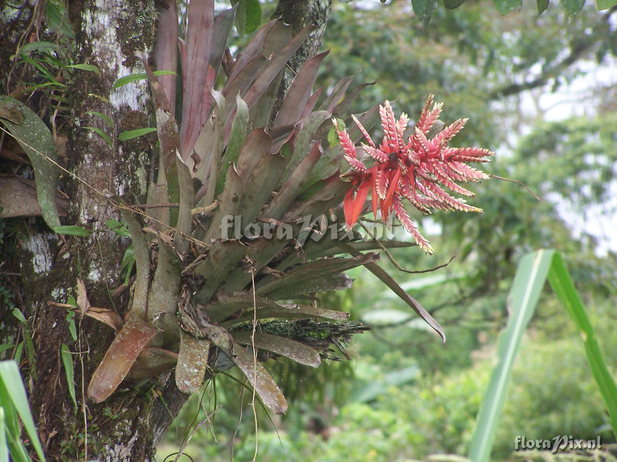 Aechmea retusa