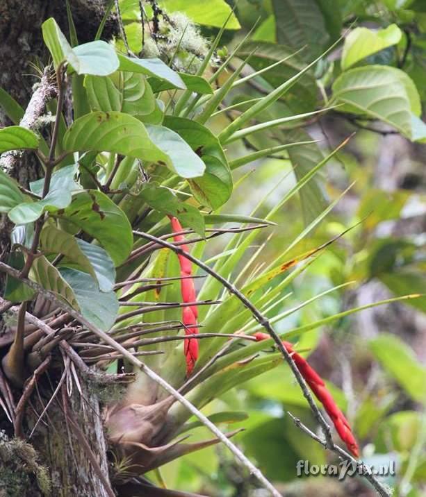 Vriesea cf tequendamae