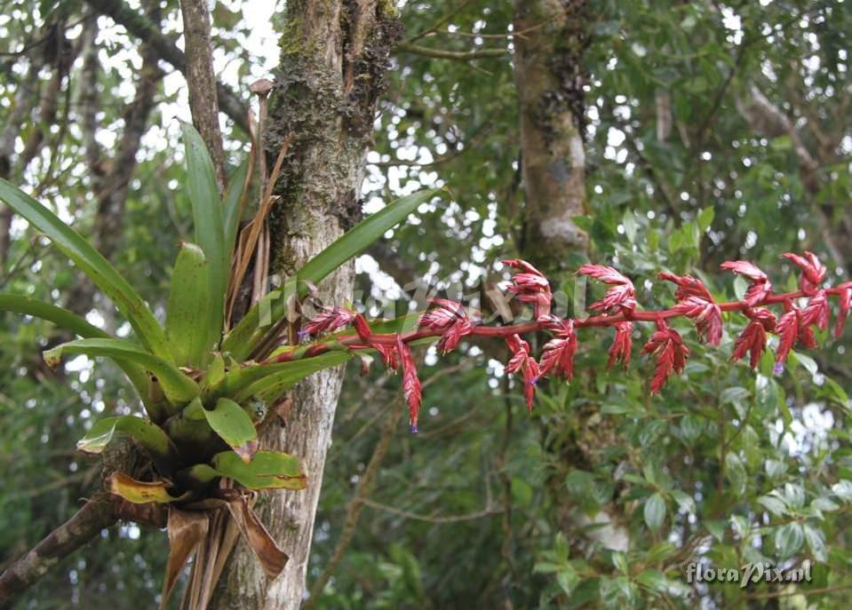 Tillandsia tovarensis