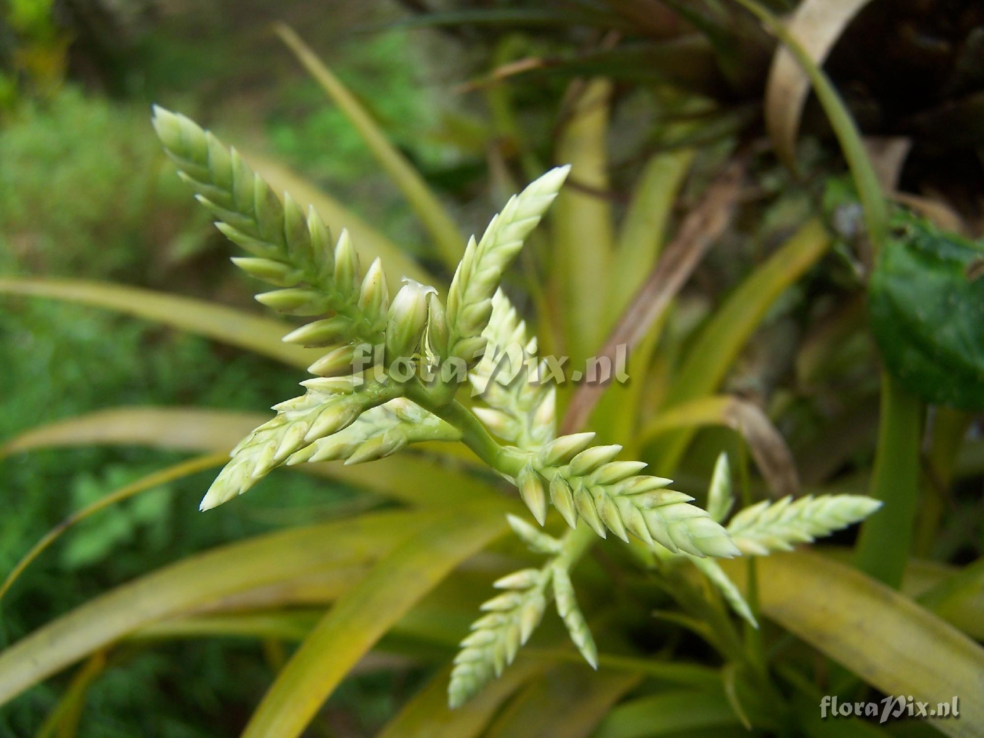 Racinaea multiflora var. decipiens