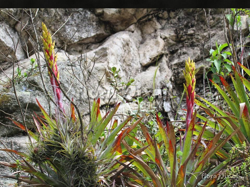 Tillandsia 