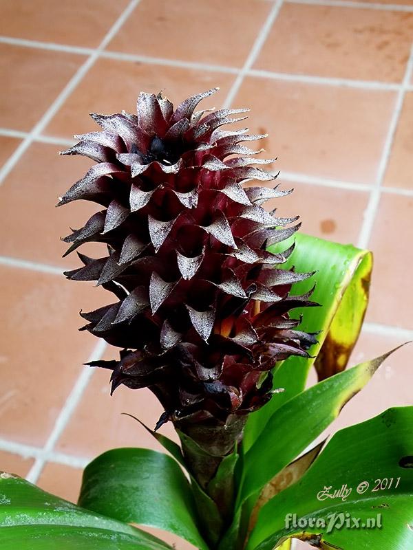 Pitcairnia funkiae