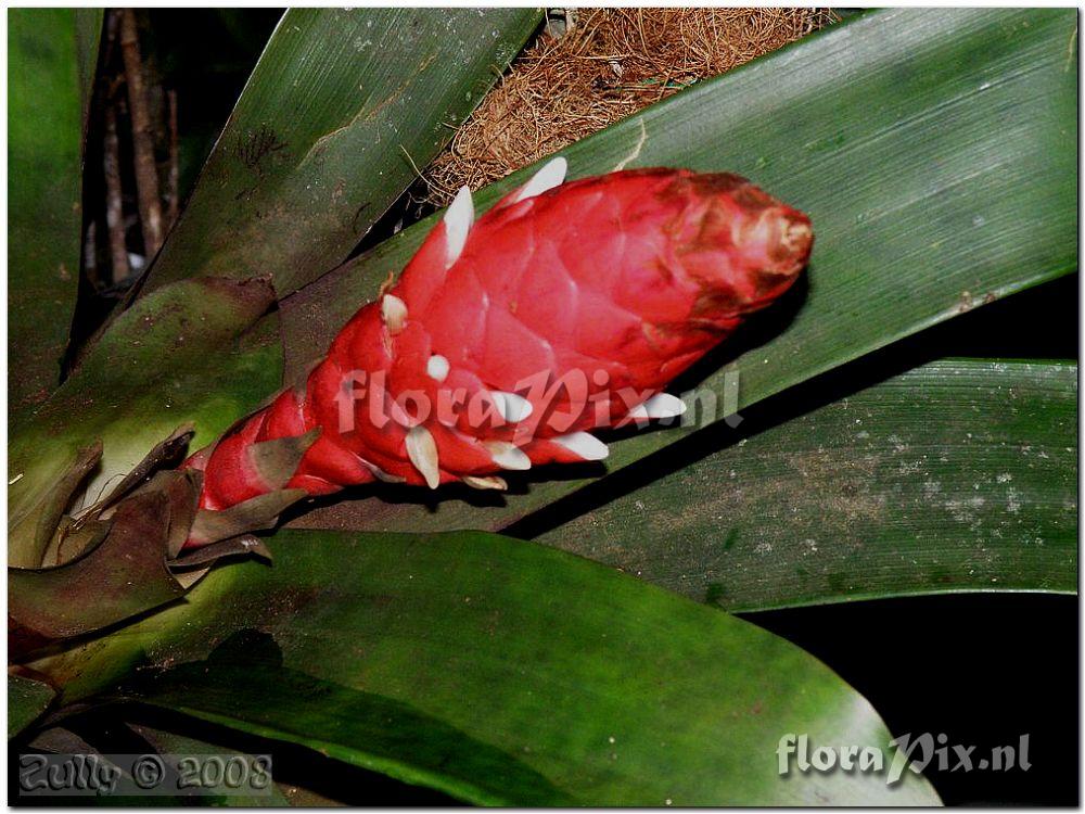 Guzmania desautelsii