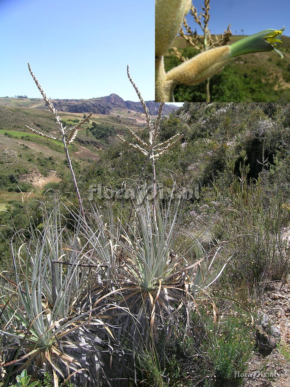 Puya simulans