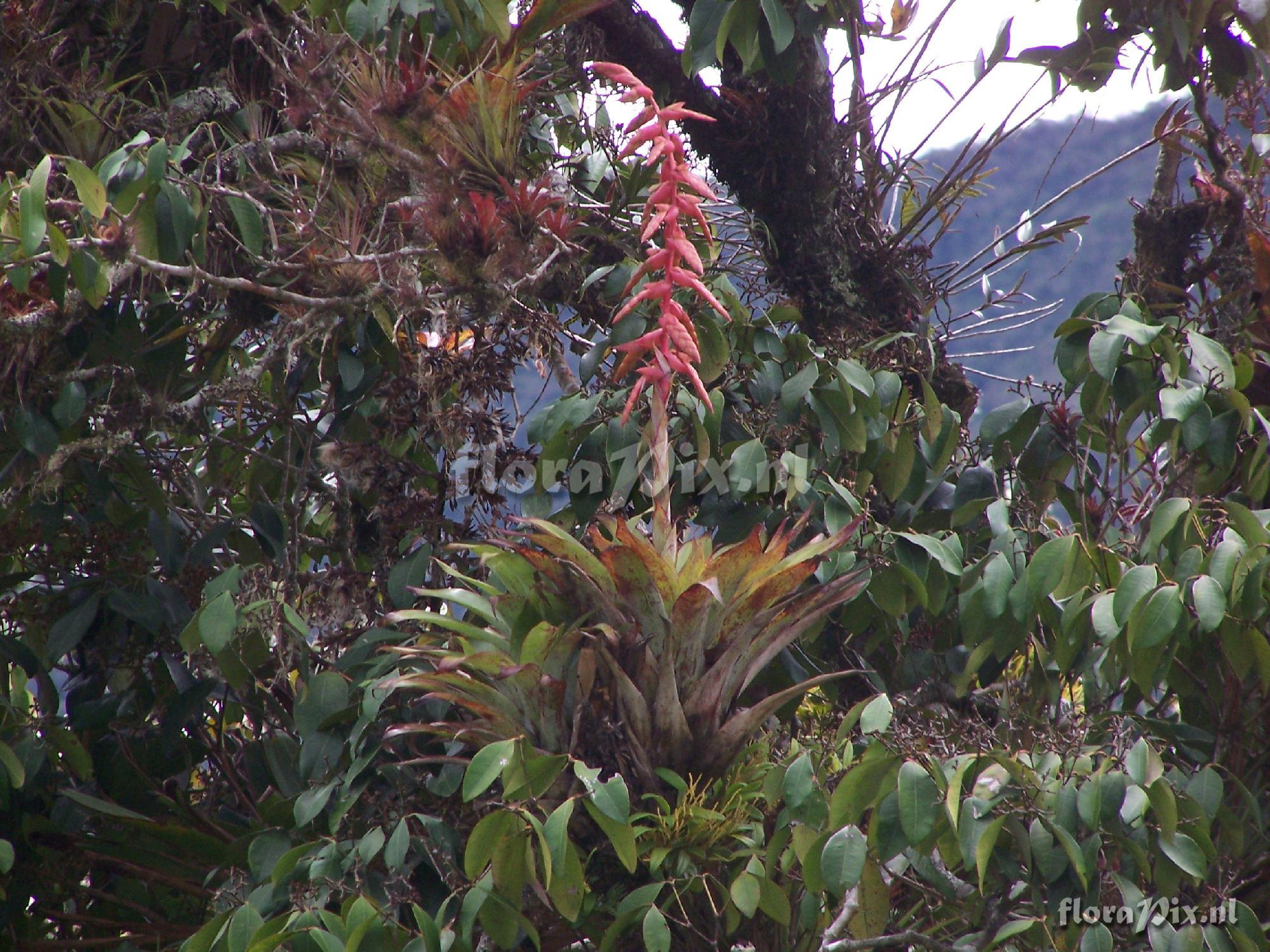 Tillandsia buseri