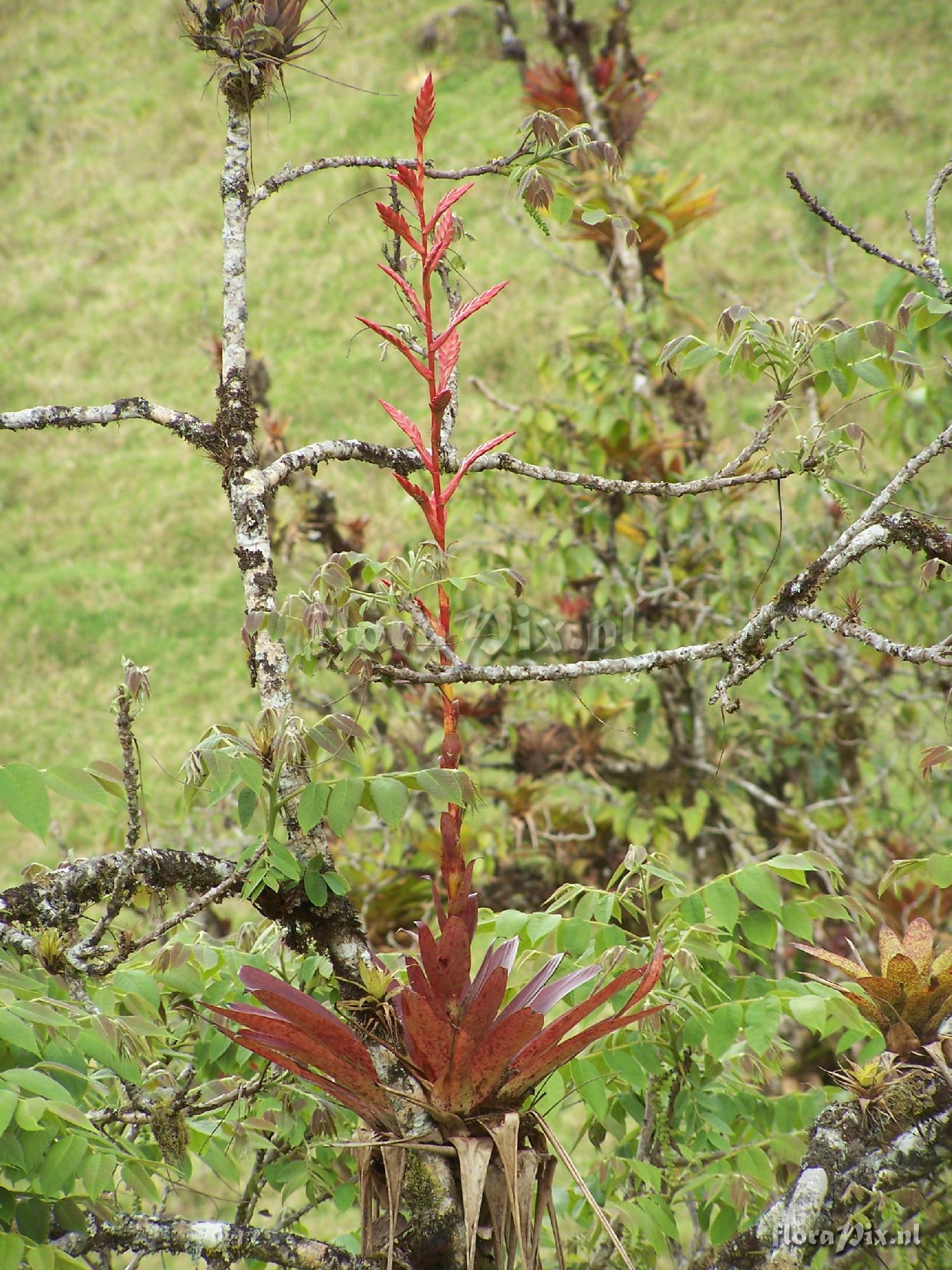 Tillandsia sp.