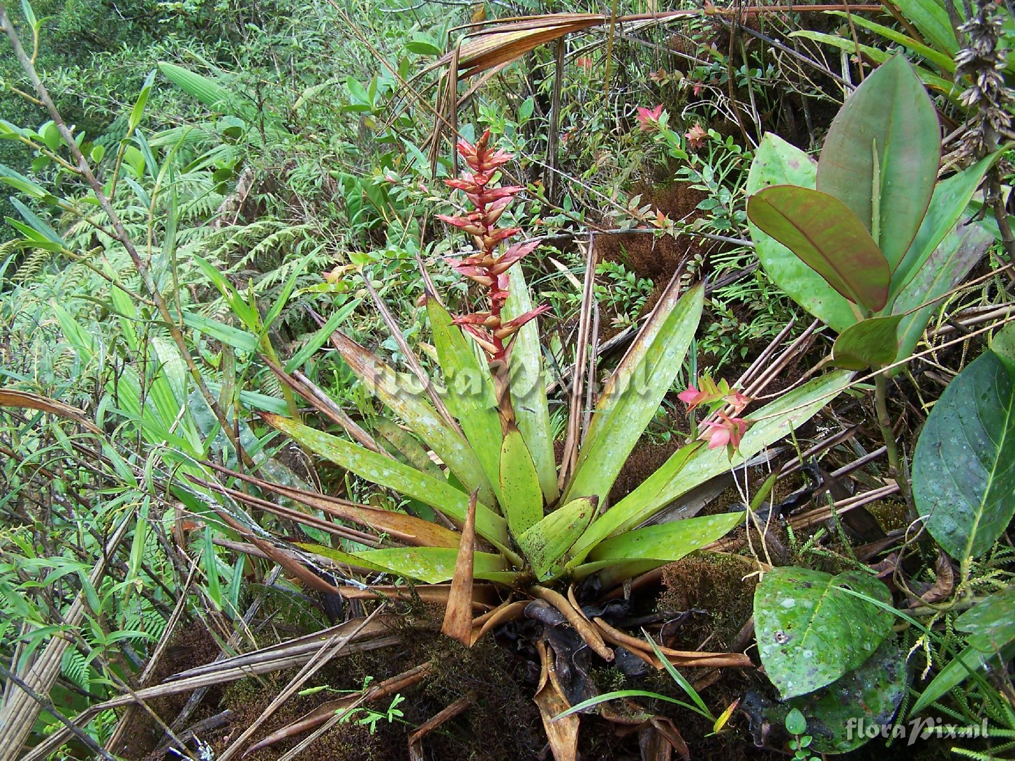 Tillandsia sp.