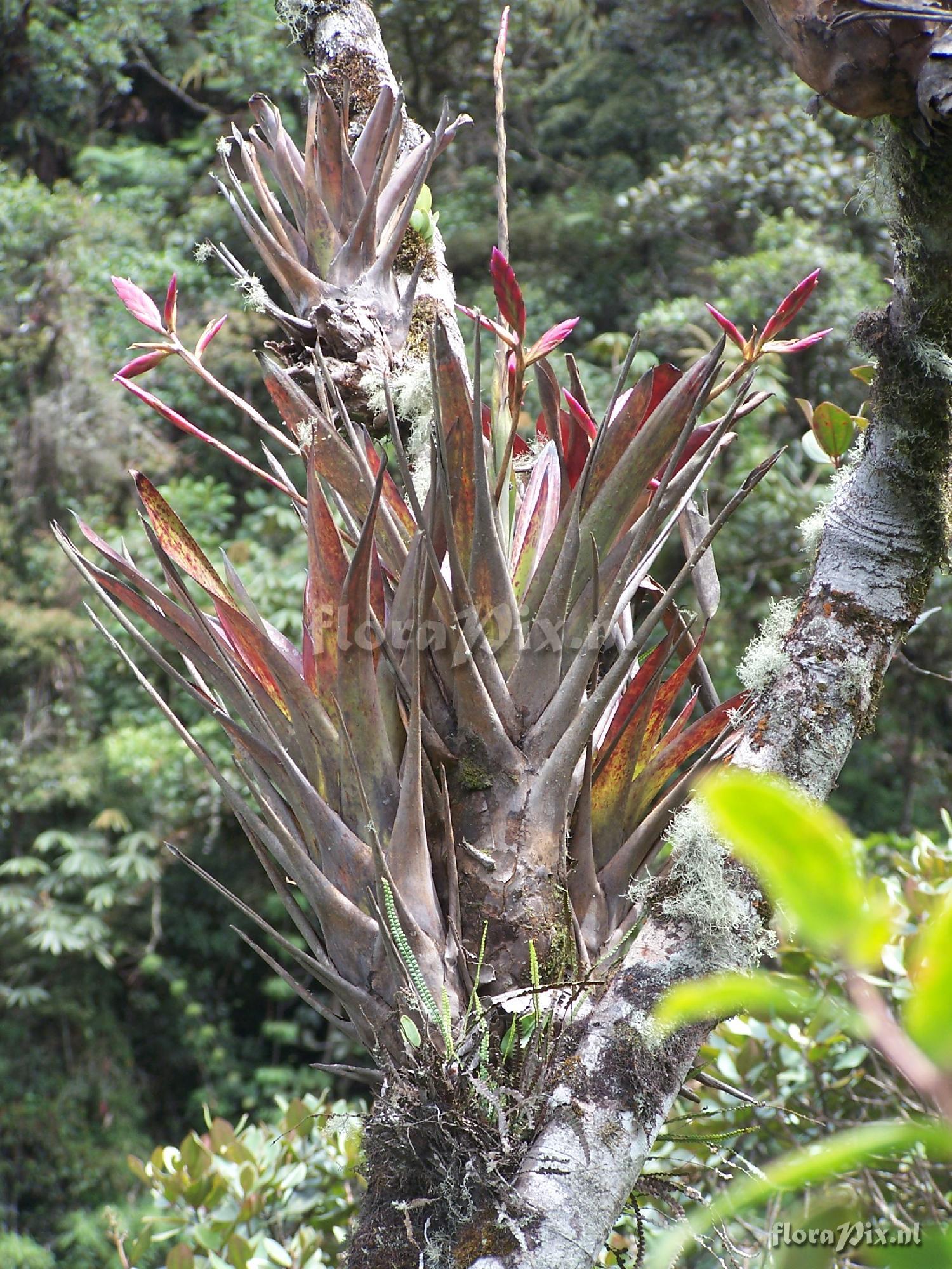 Tillandsia sp.