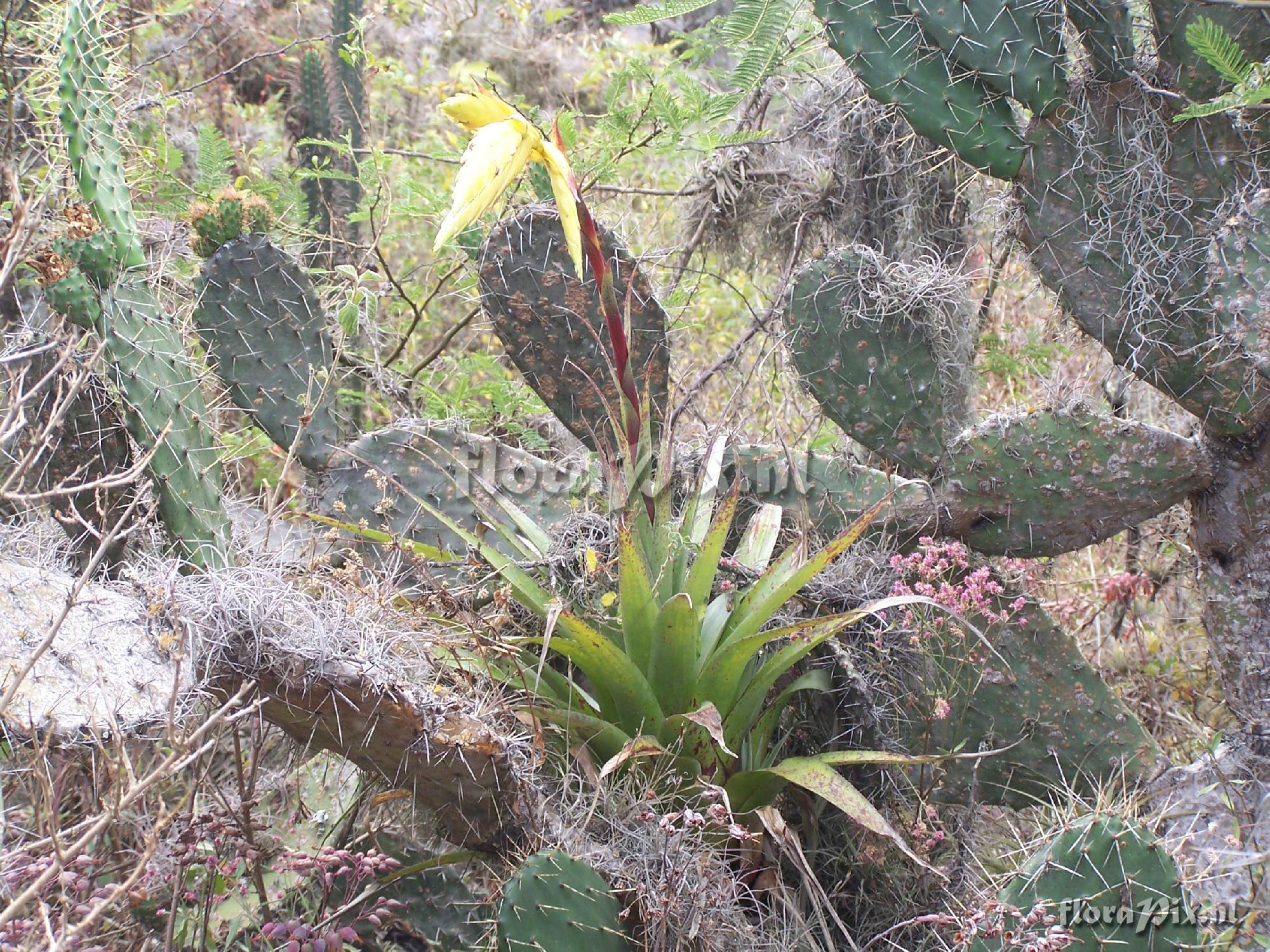 Tillandsia sp.