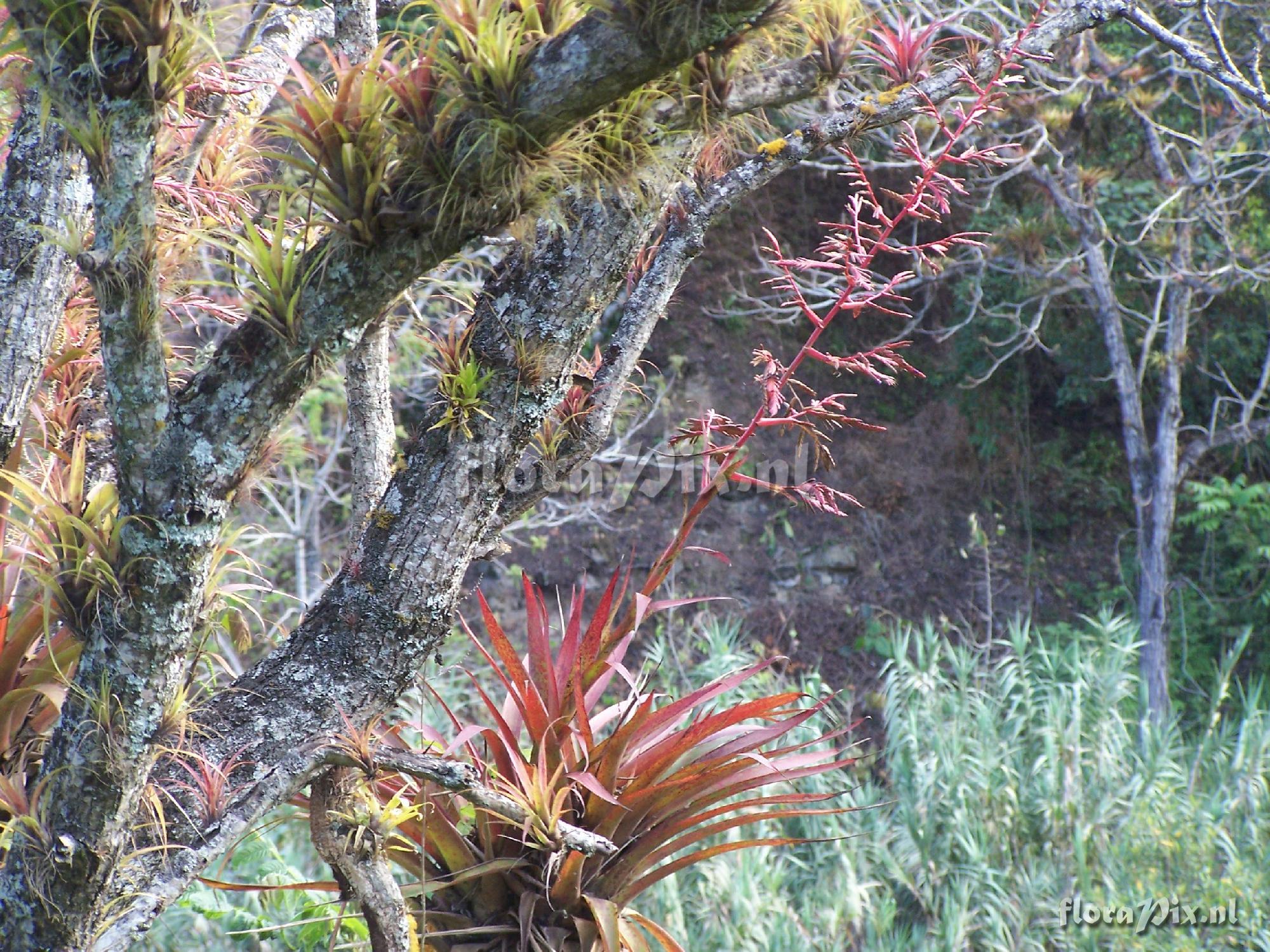 Tillandsia sp.