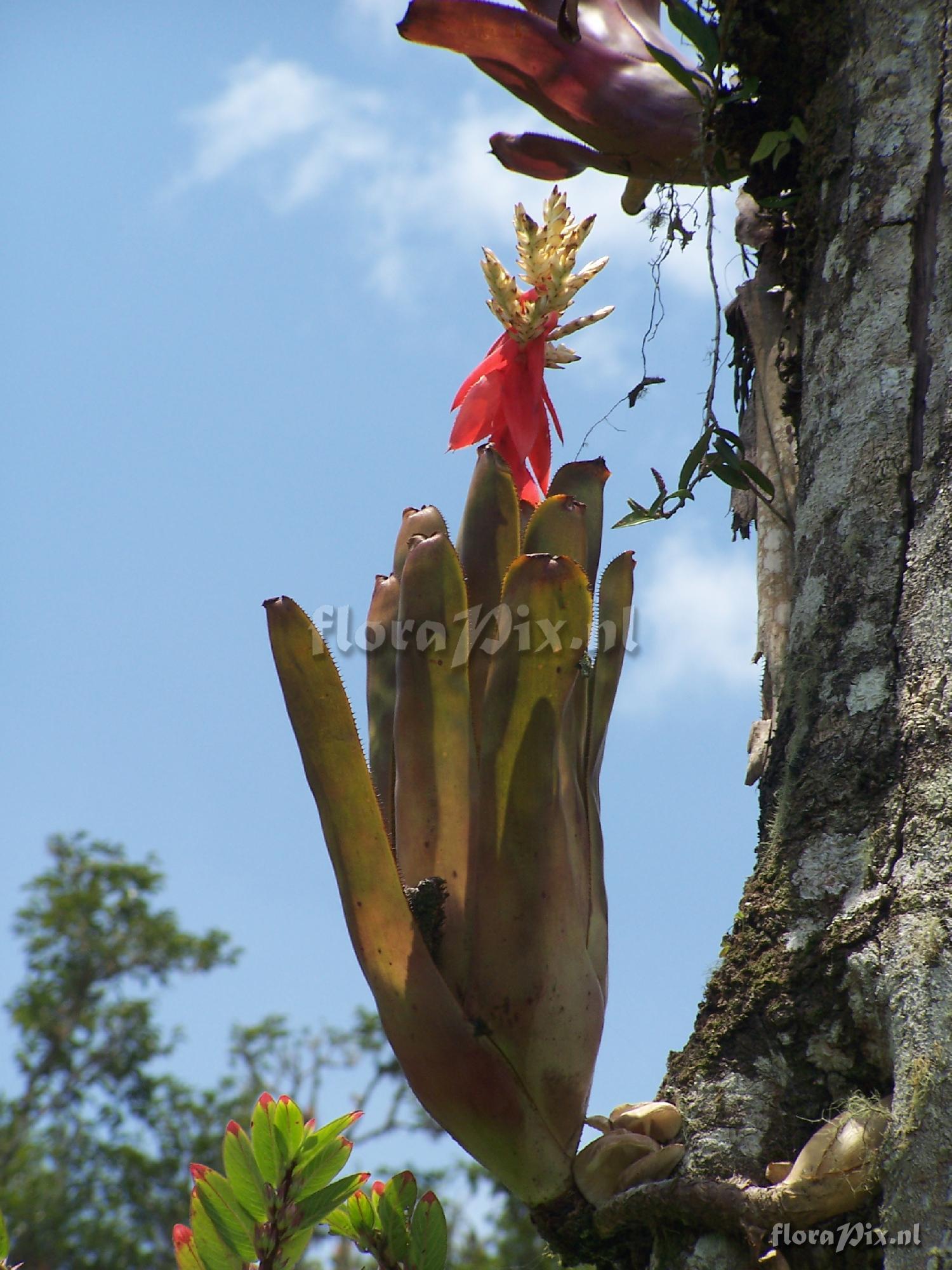 Aechmea chantinii f. amazonica