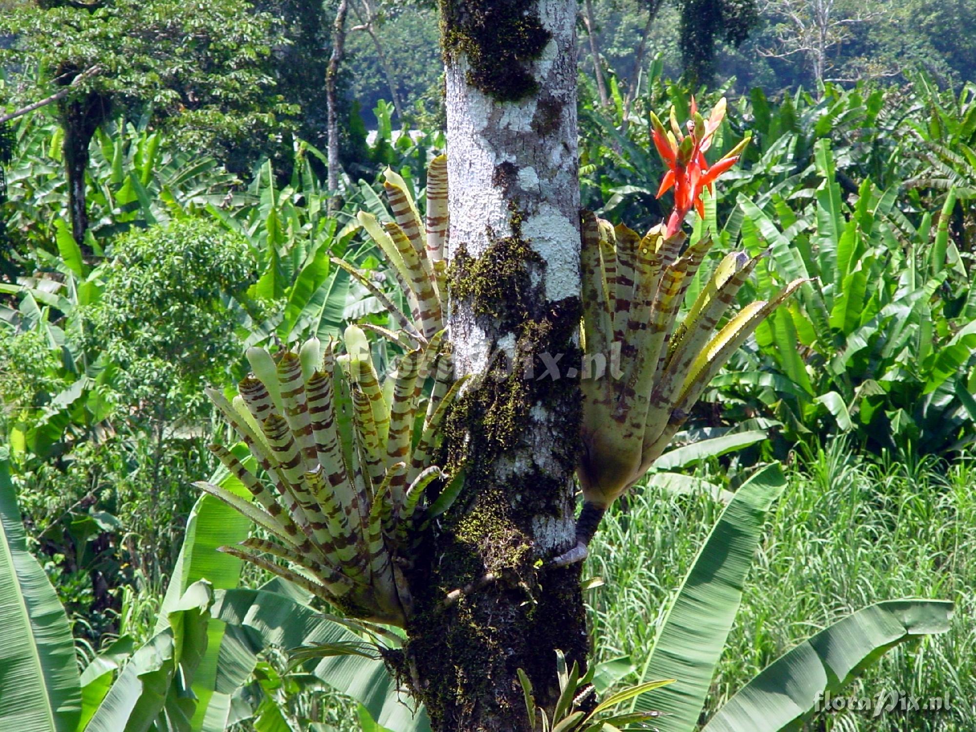 Aechmea zebrina