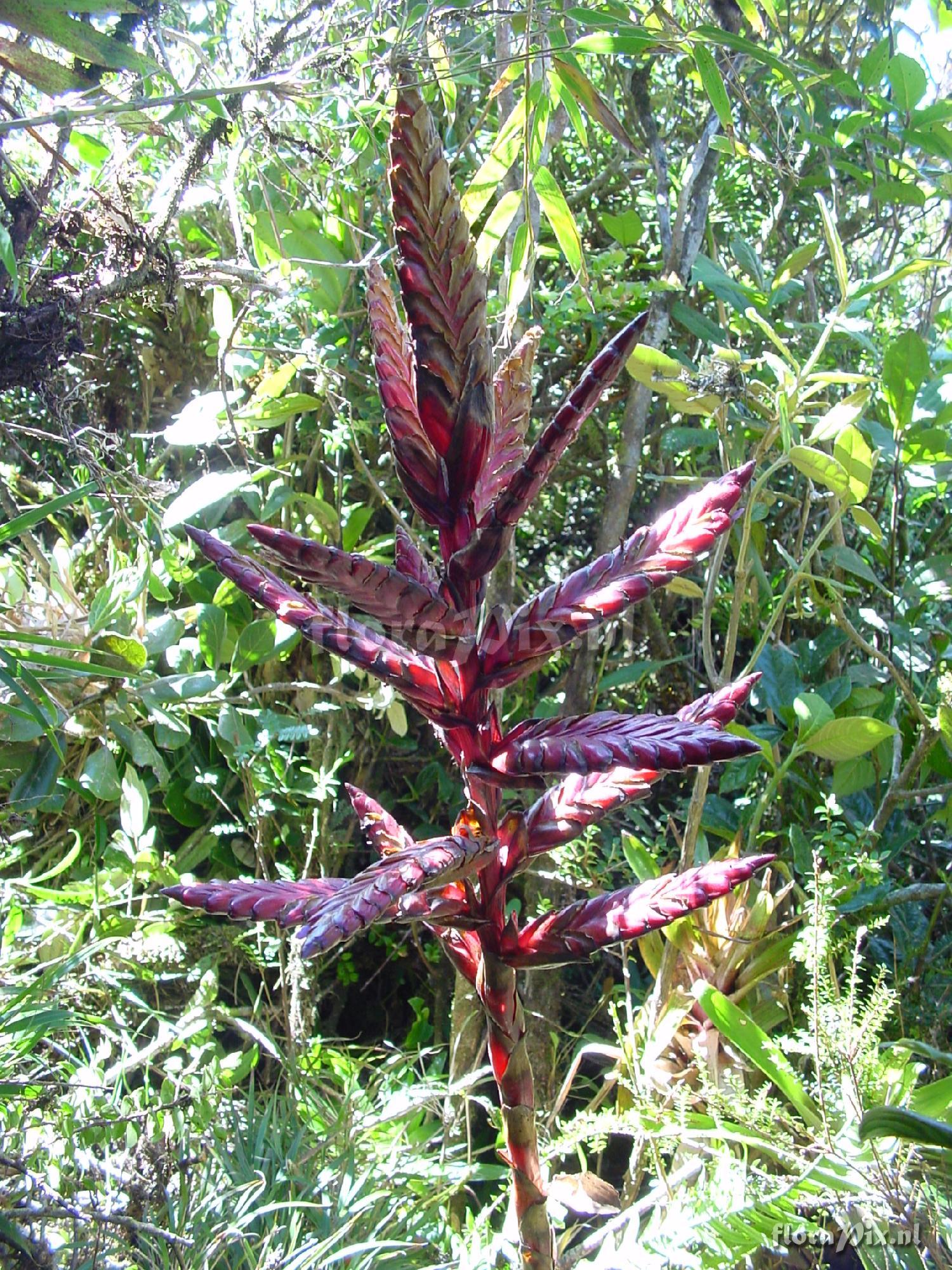 Tillandsia sp.