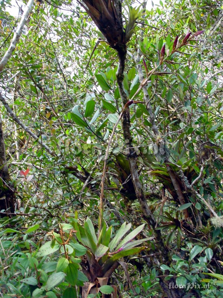 Tillandsia stenoura x complanata