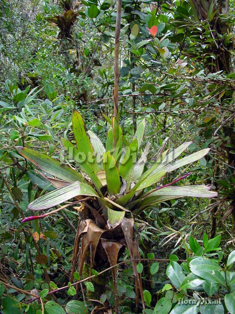 Tillandsia stenoura x complanata