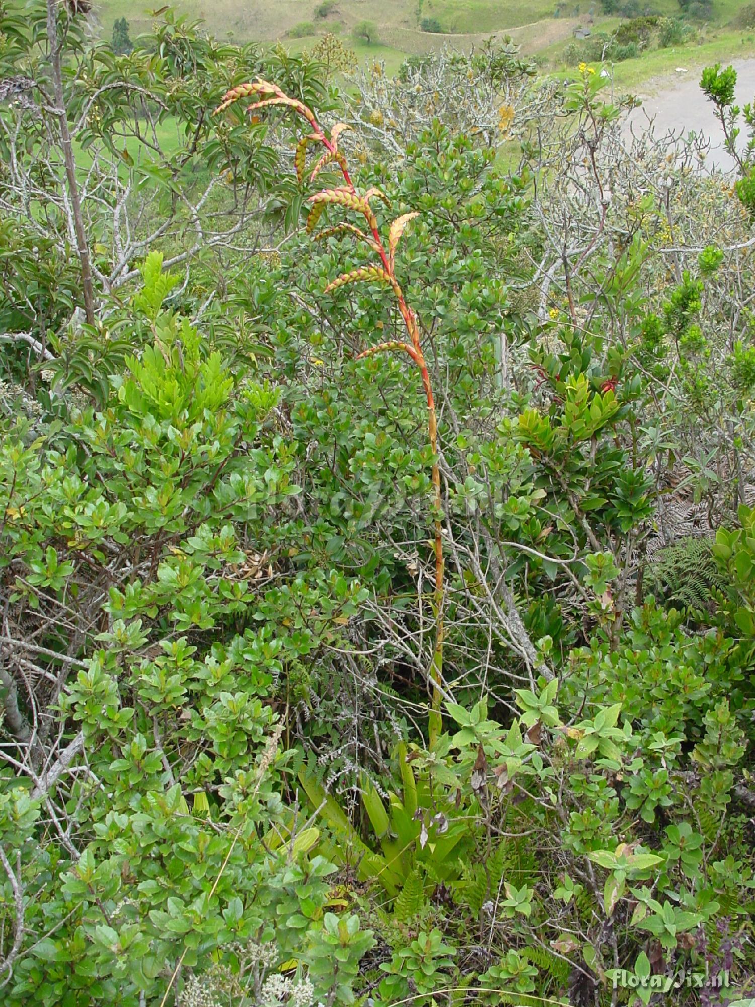 Tillandsia sp.