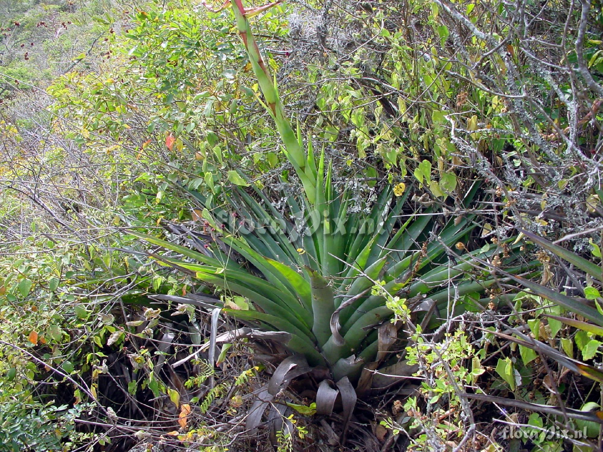 Tillandsia secunda var. mayor