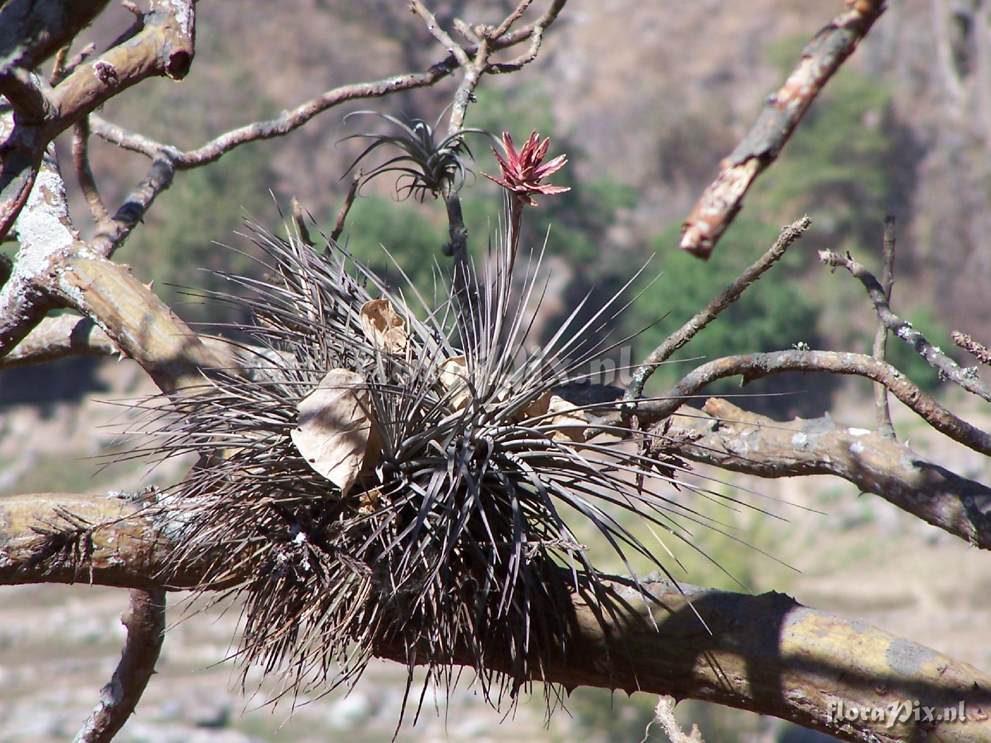 Tillandsia floribunda