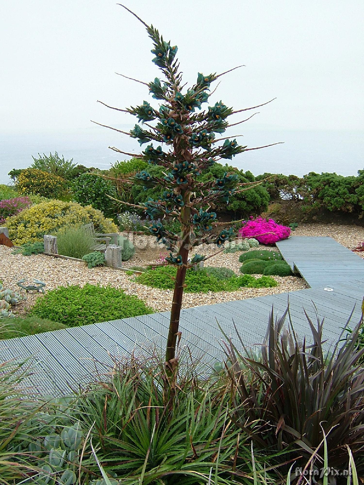 Puya alpestris