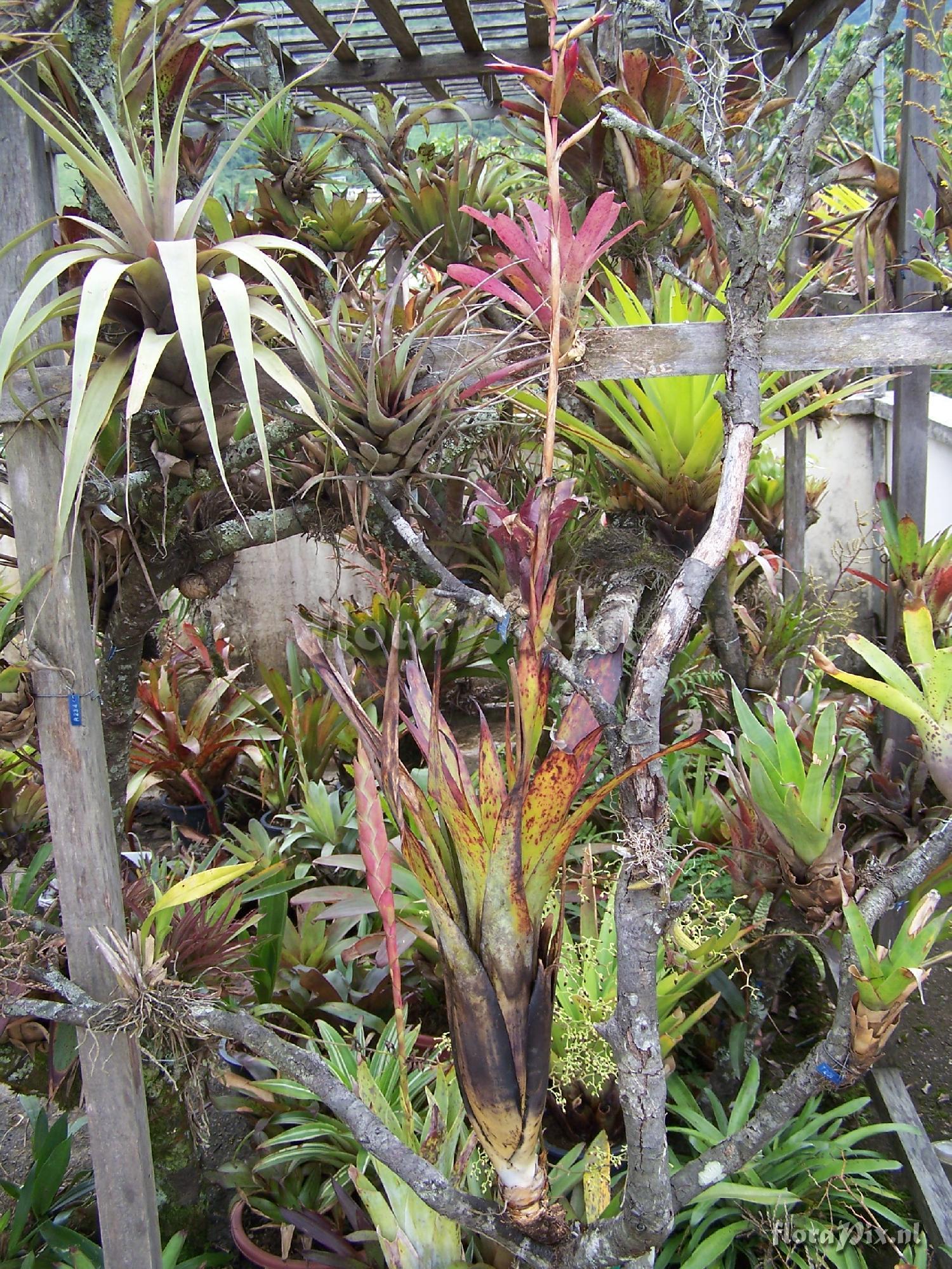 Tillandsia sp.