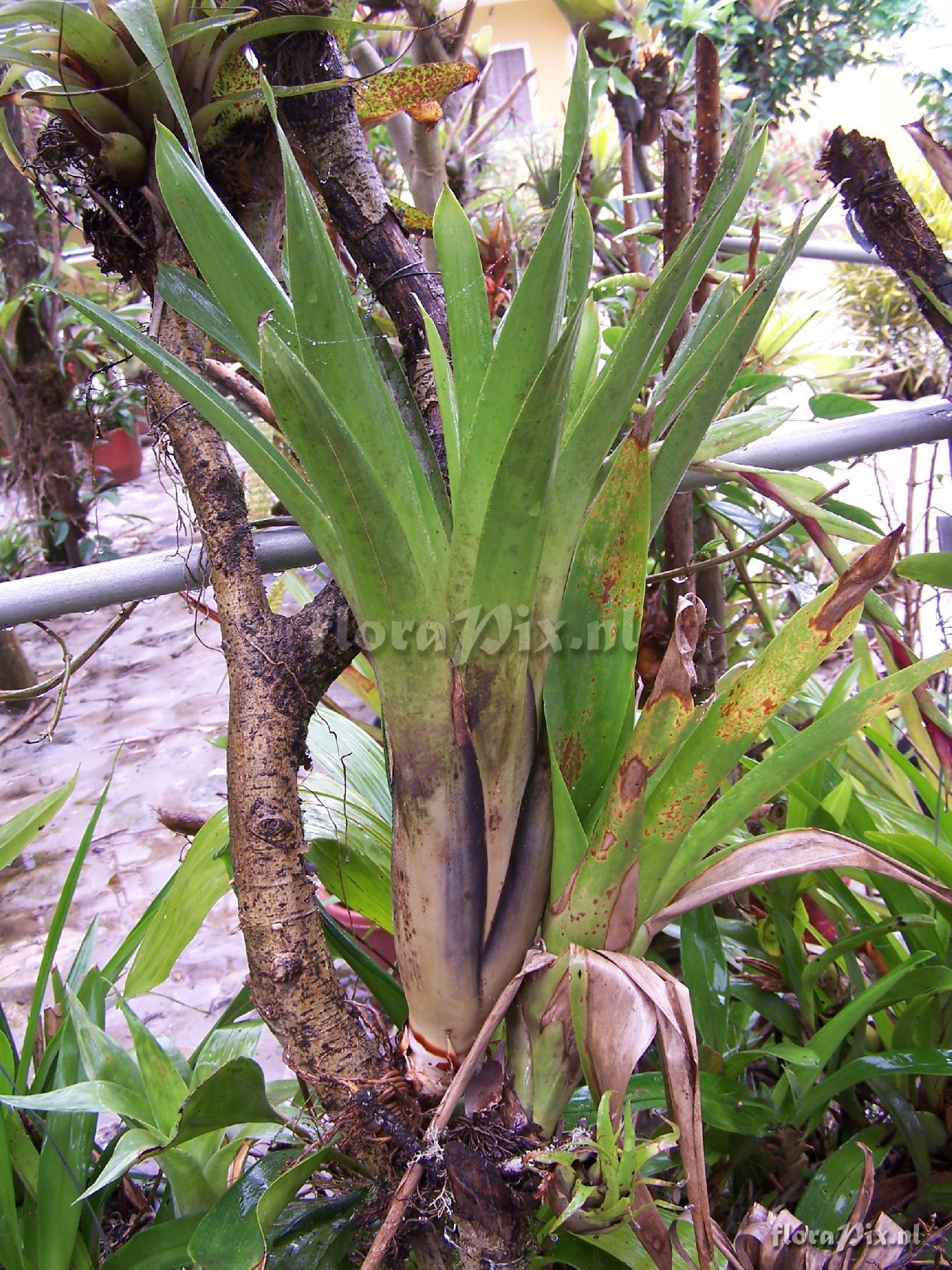 Tillandsia sp.