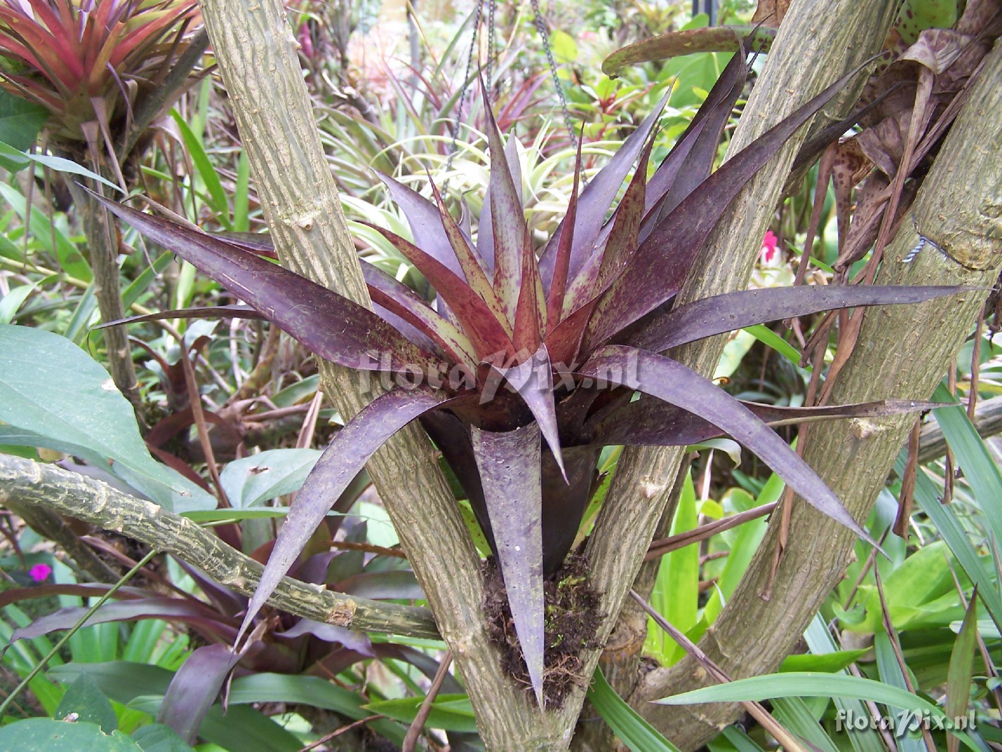 Tillandsia sp.