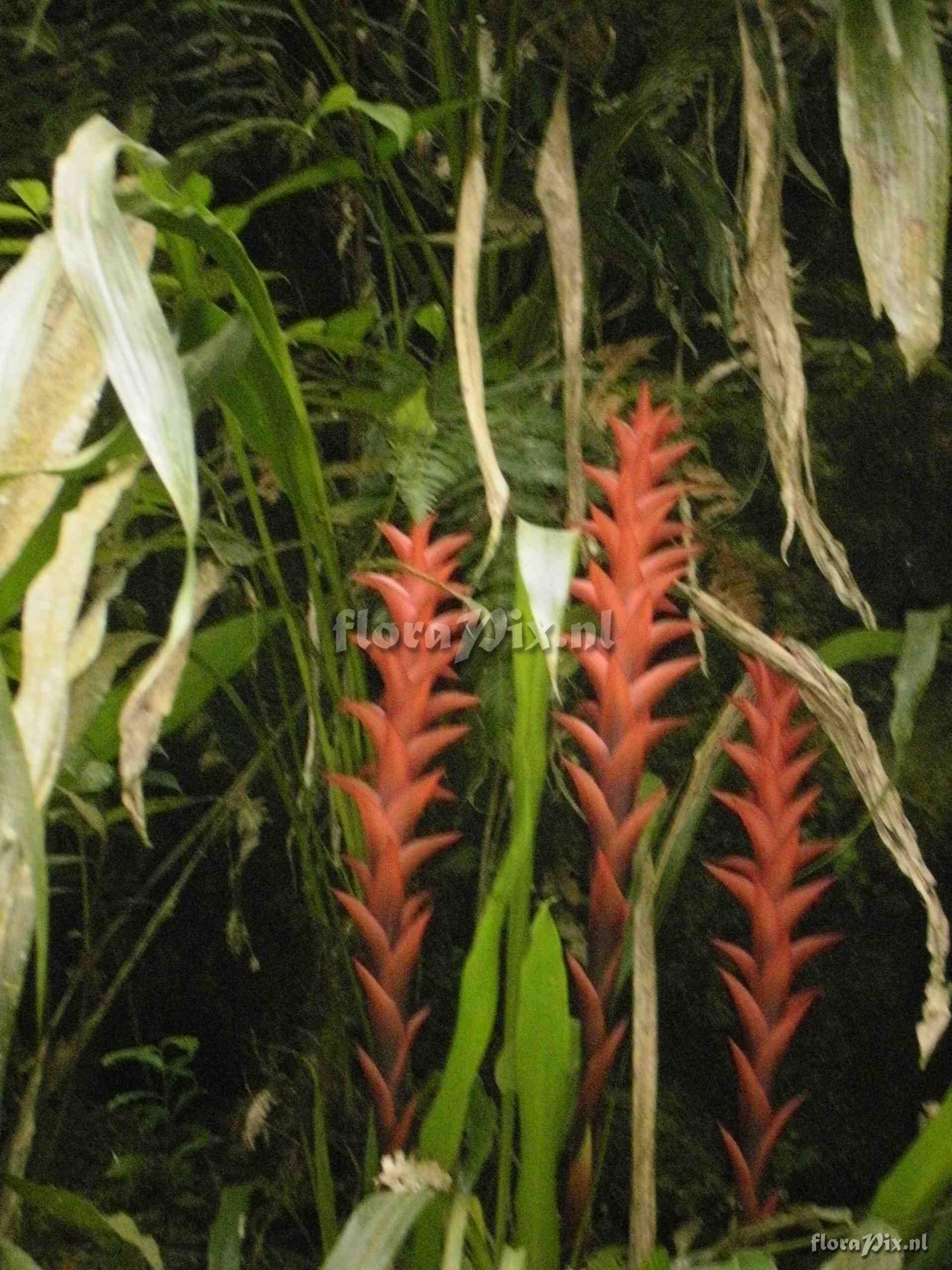 Pitcairnia sp