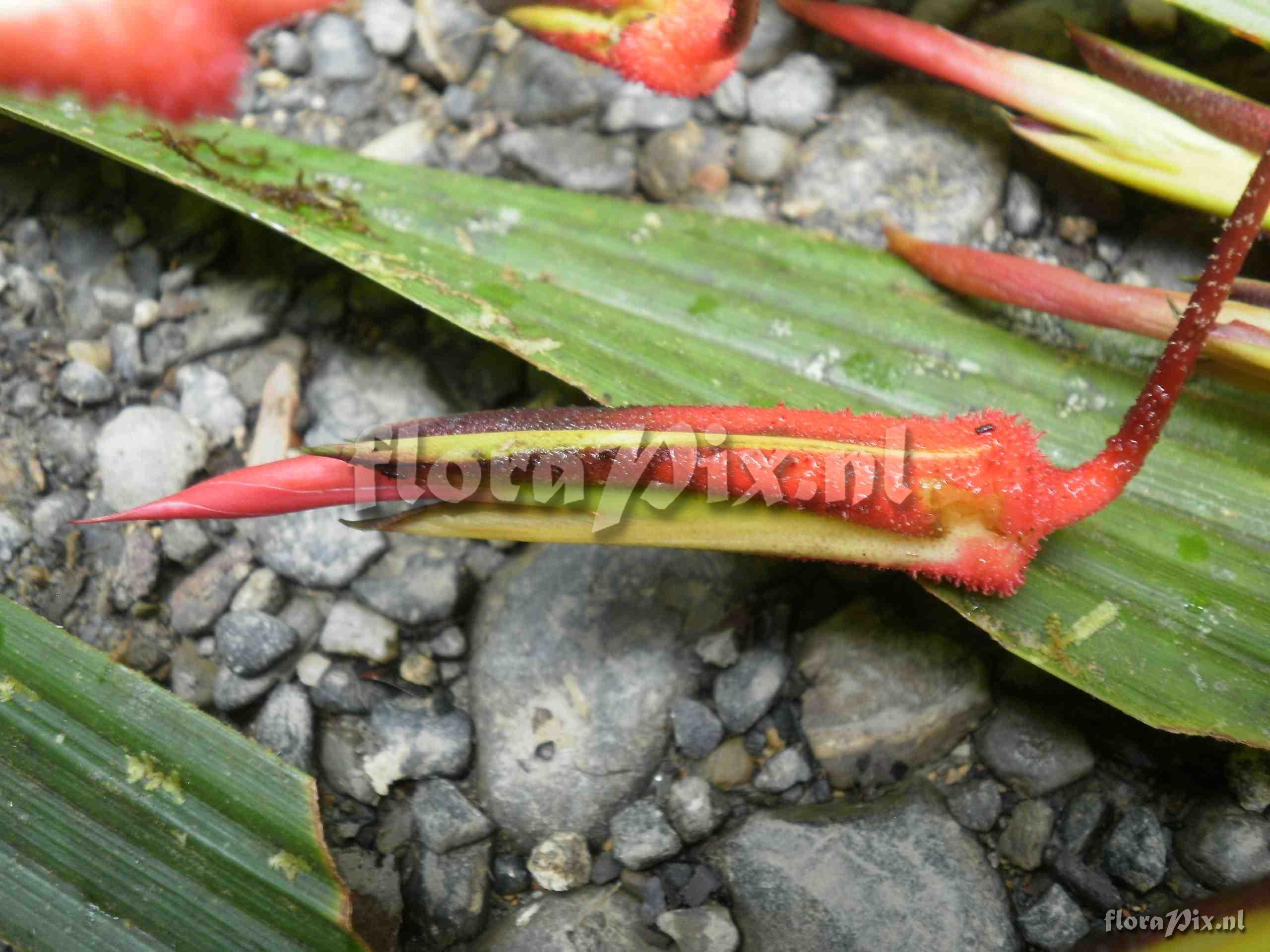 Pitcairnia sp