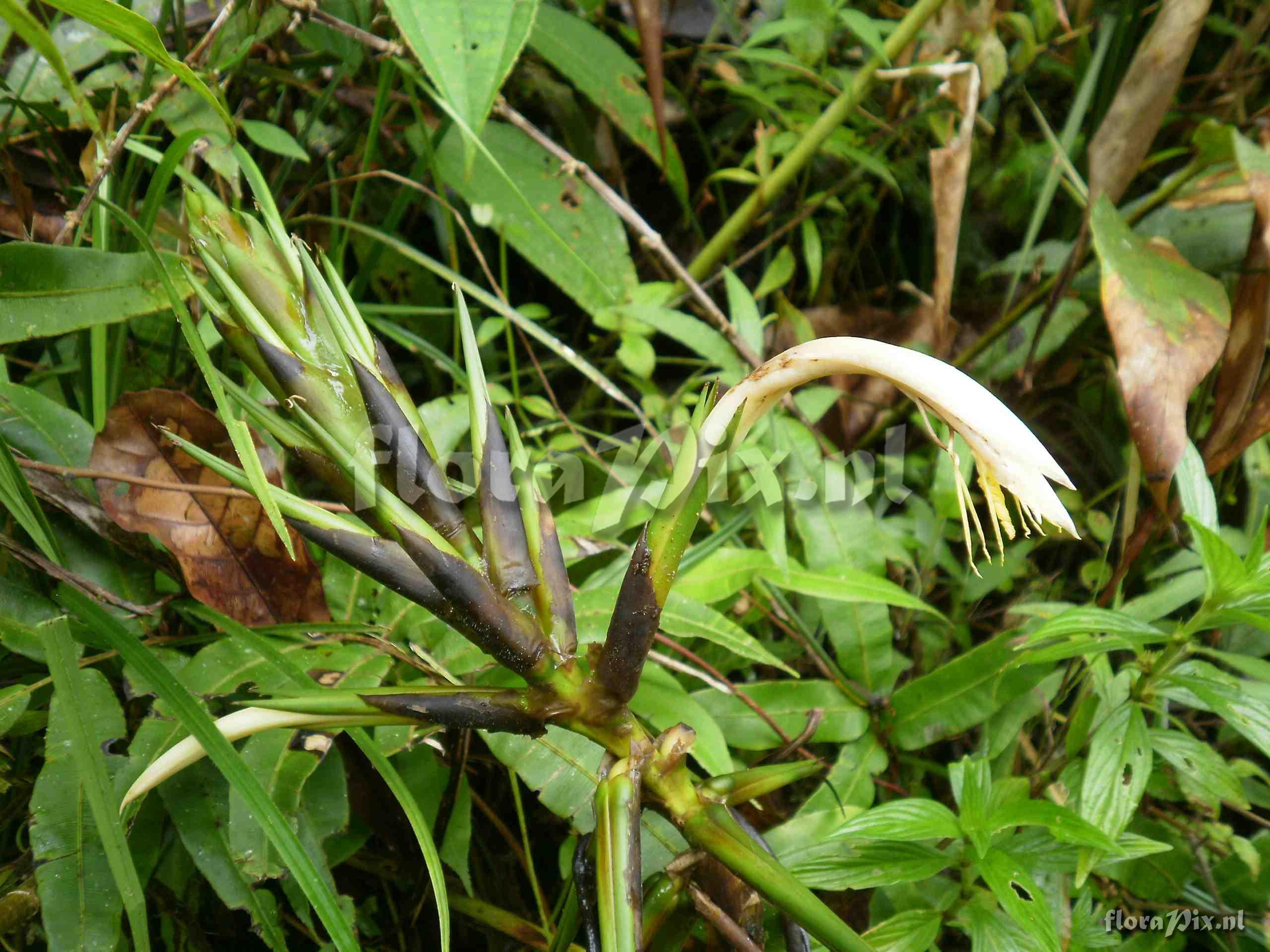 Pitcairnia sp