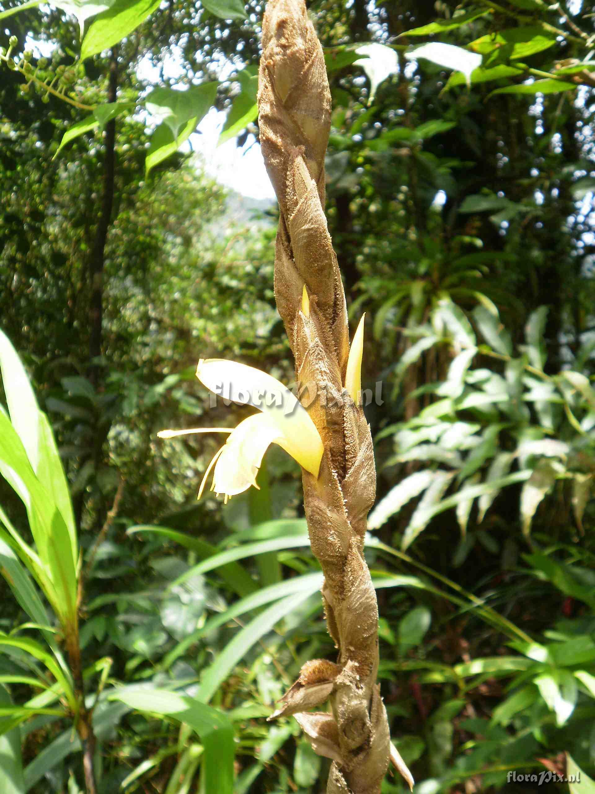 Pitcairnia sp?