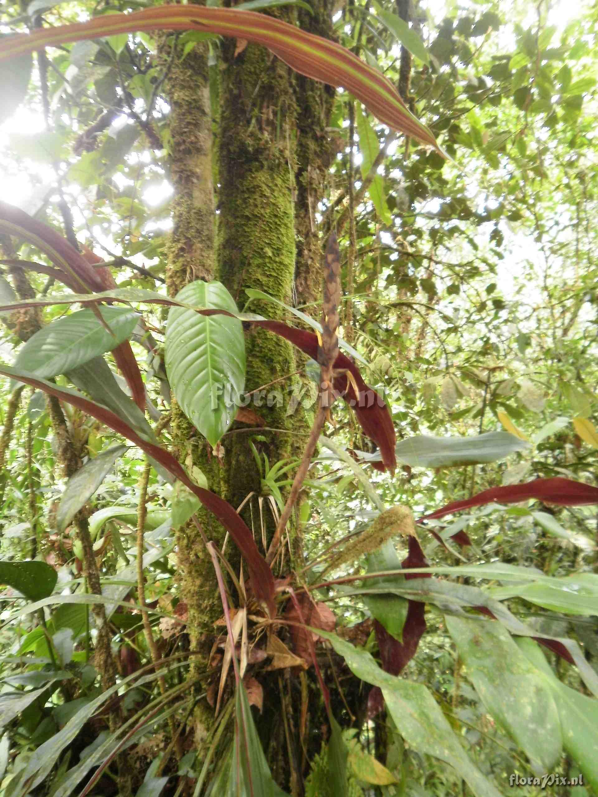 Pitcairnia sp