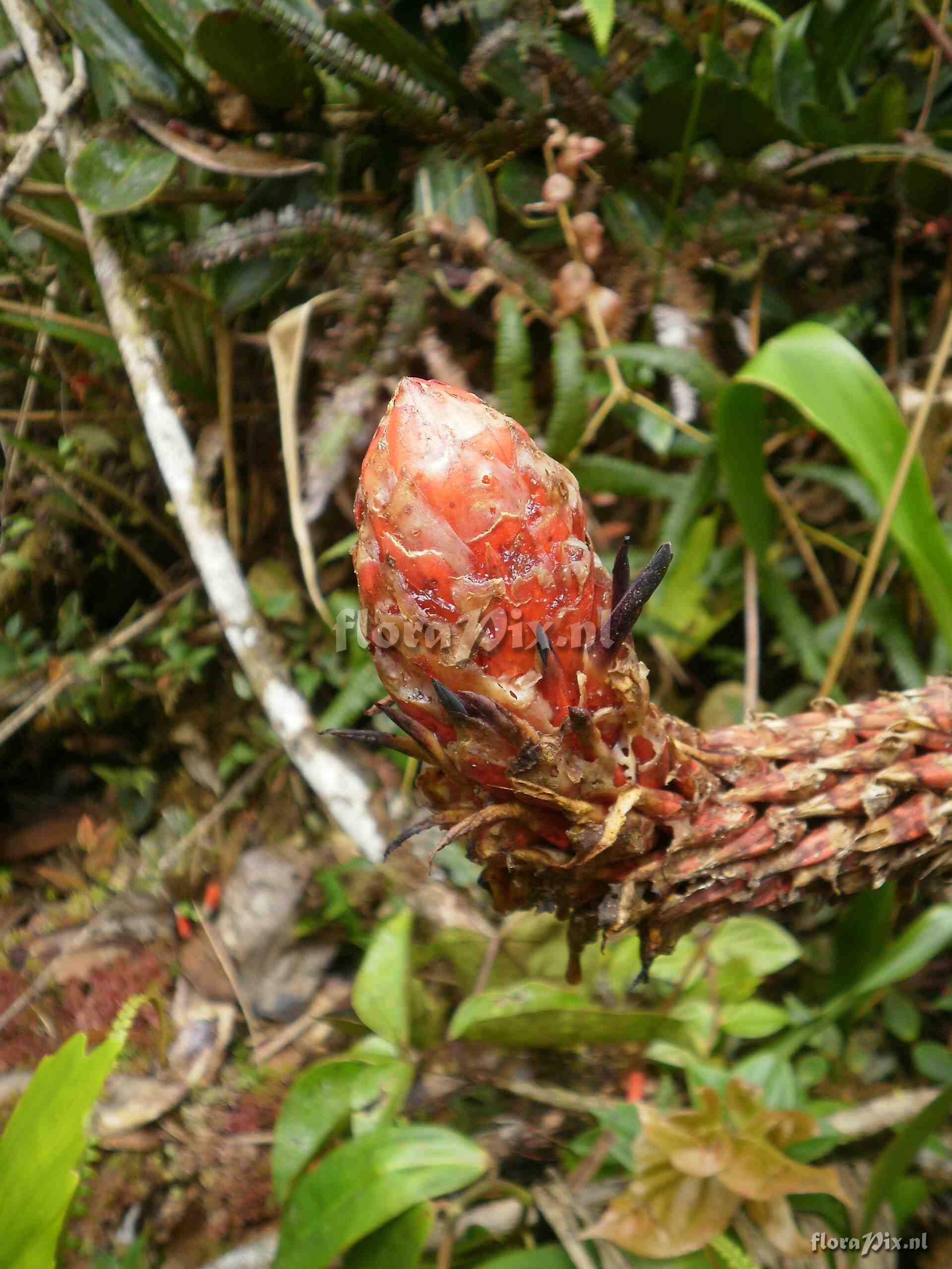 Pitcairnia sp?