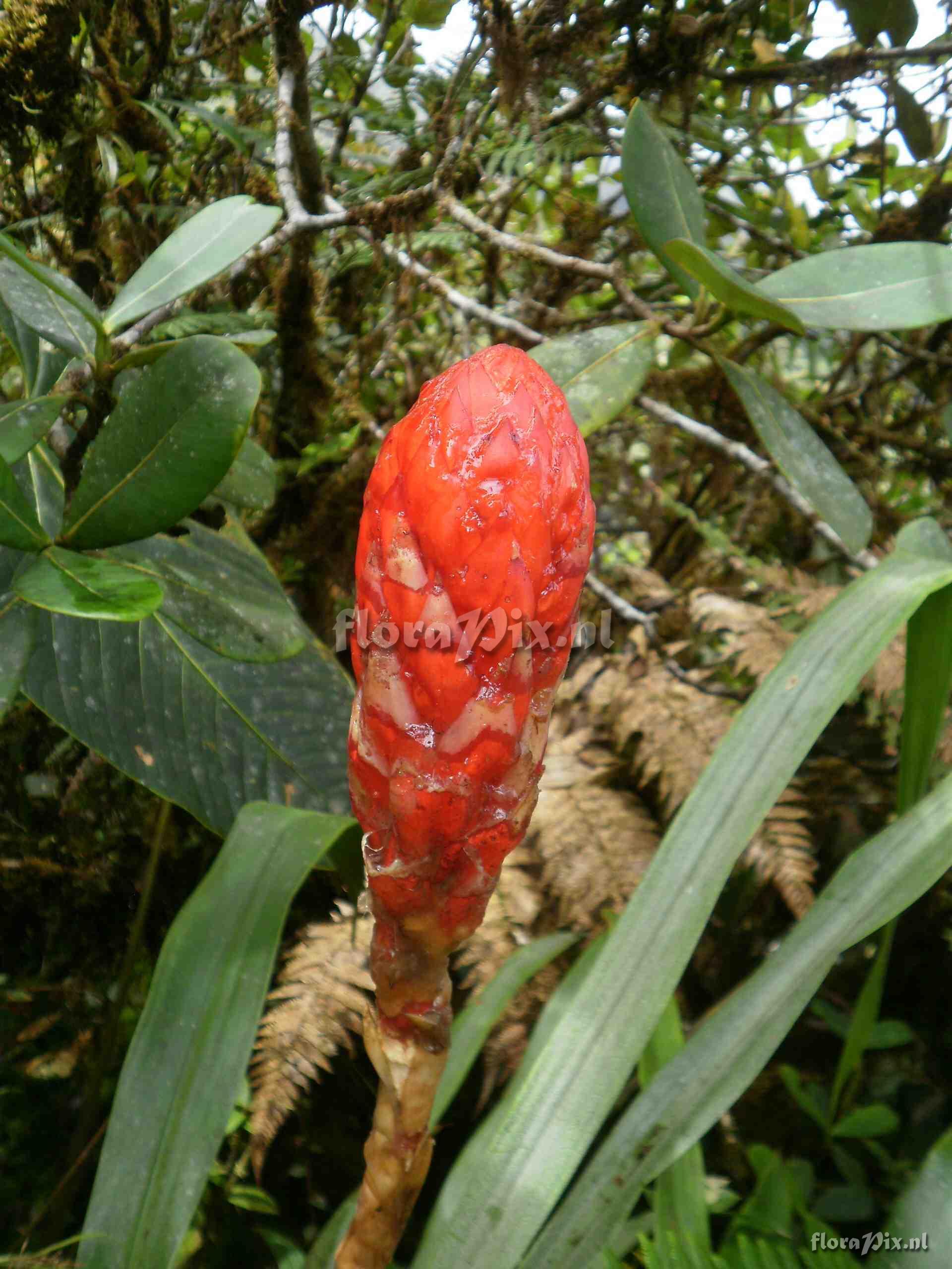 Pitcairnia sp