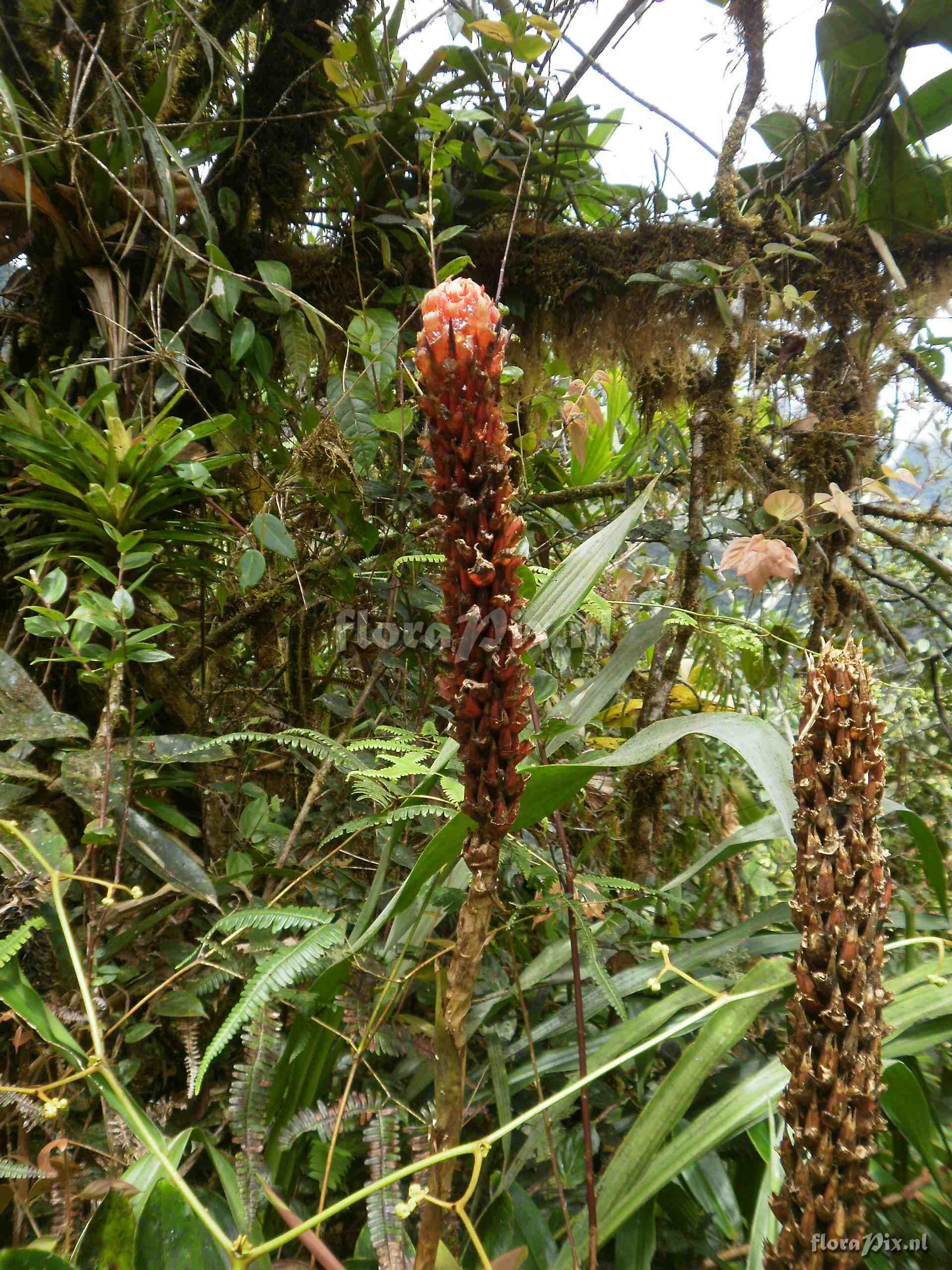 Pitcairnia sp?